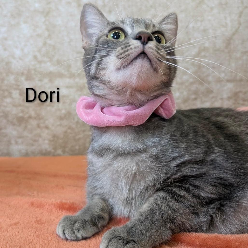 Dori, a Adoptable Domestic Short Hair in Parkersburg, WV image 1/6