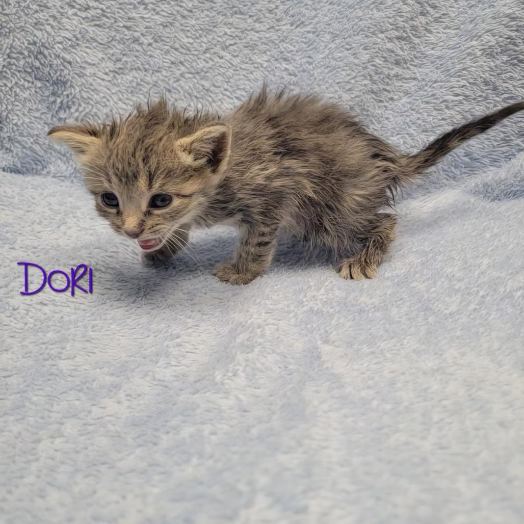 Dori, a Adoptable Domestic Short Hair in Parkersburg, WV image 2/6