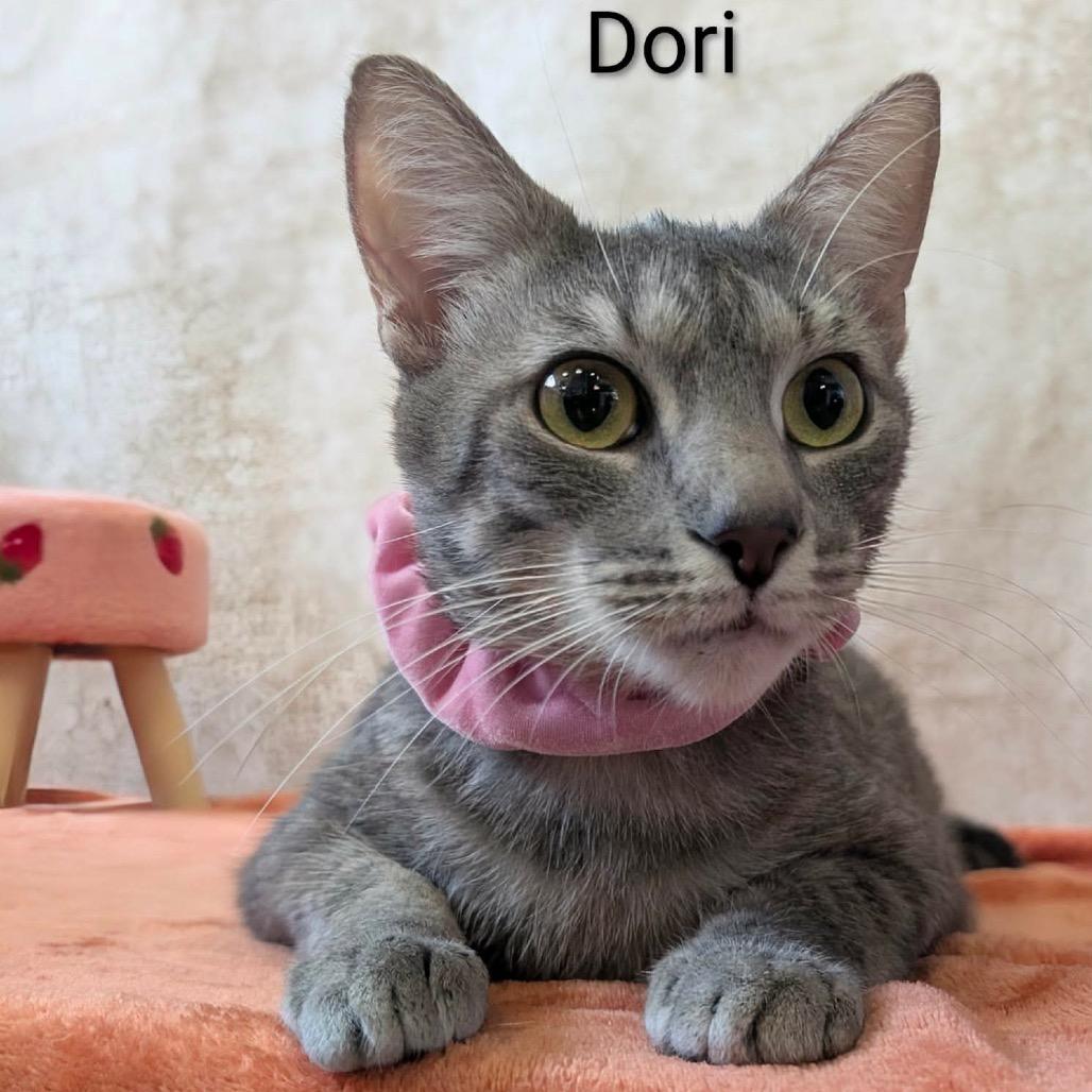 Dori, a Adoptable Domestic Short Hair in Parkersburg, WV image 3/6