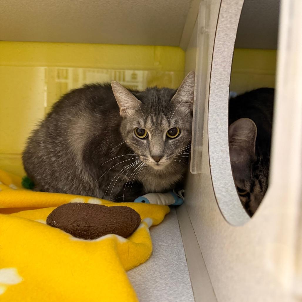 Dori, a Adoptable Domestic Short Hair in Parkersburg, WV image 4/6