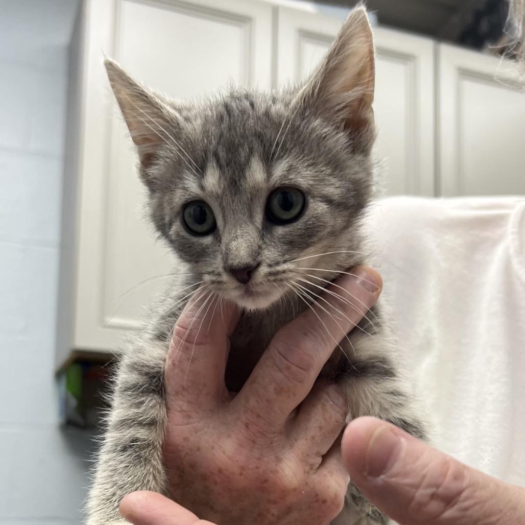 Dori, a Adoptable Domestic Short Hair in Parkersburg, WV image 5/6