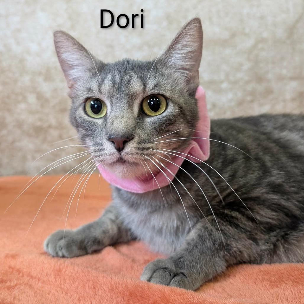 Dori, a Adoptable Domestic Short Hair in Parkersburg, WV image 6/6