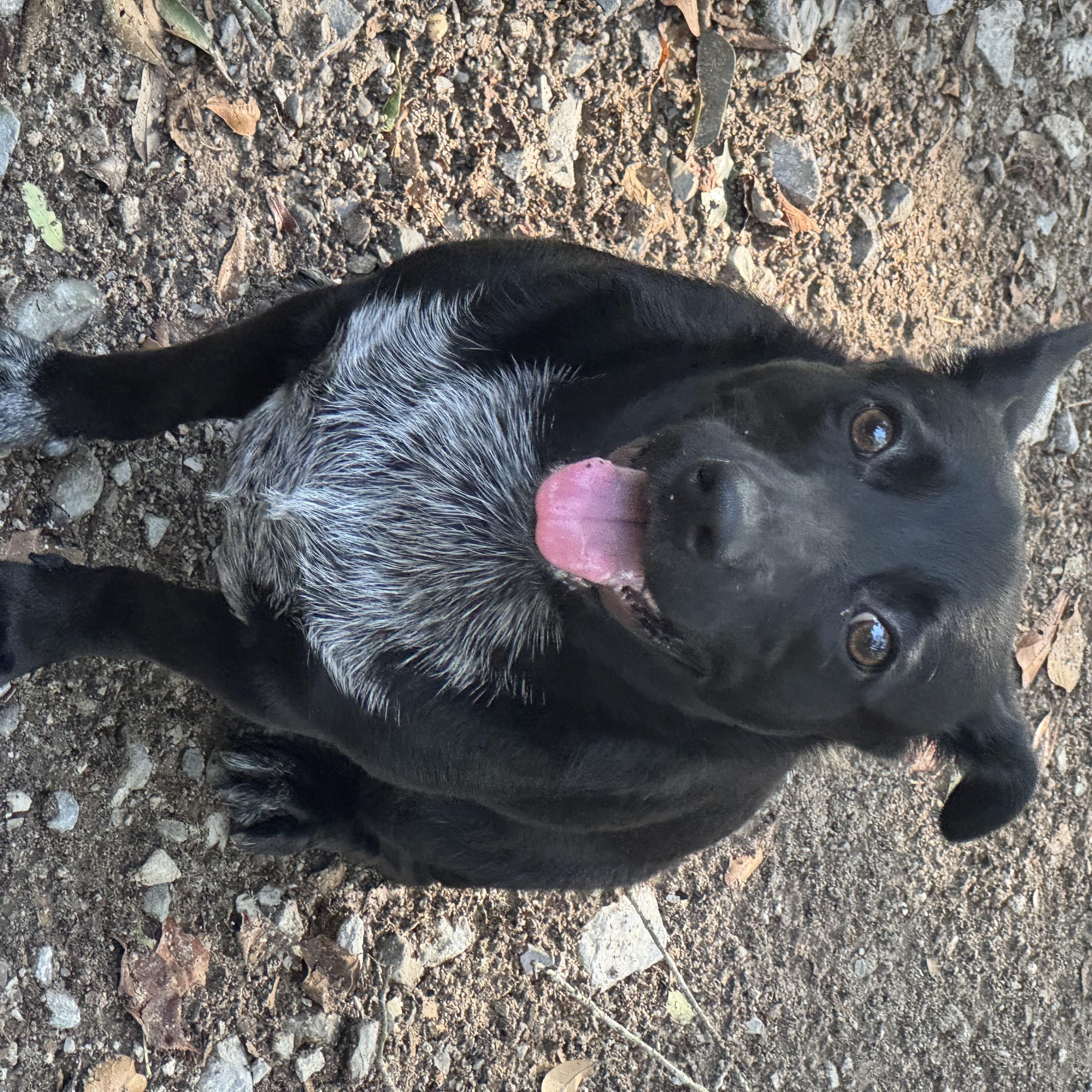 Smokey, a ADOPTABLE mixed breed in Mobile, AL image 2/3