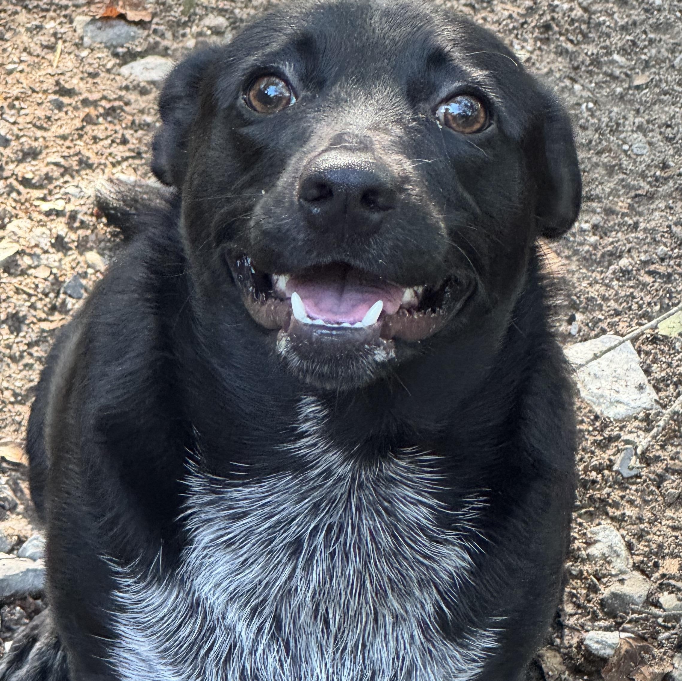 Smokey, ADOPTABLE, Adult Female Australian Cattle Dog / Blue Heeler.