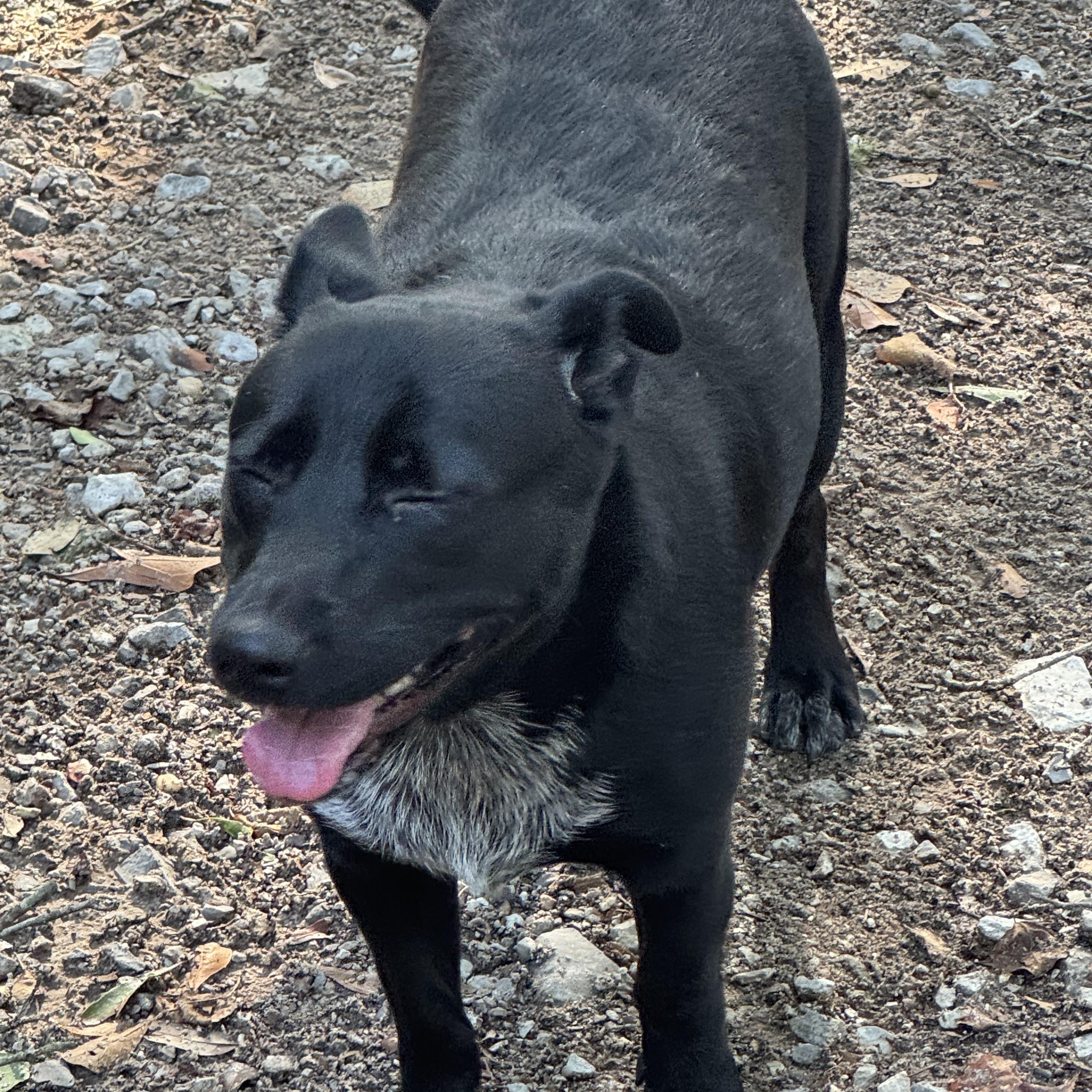Smokey, a ADOPTABLE mixed breed in Mobile, AL image 3/3