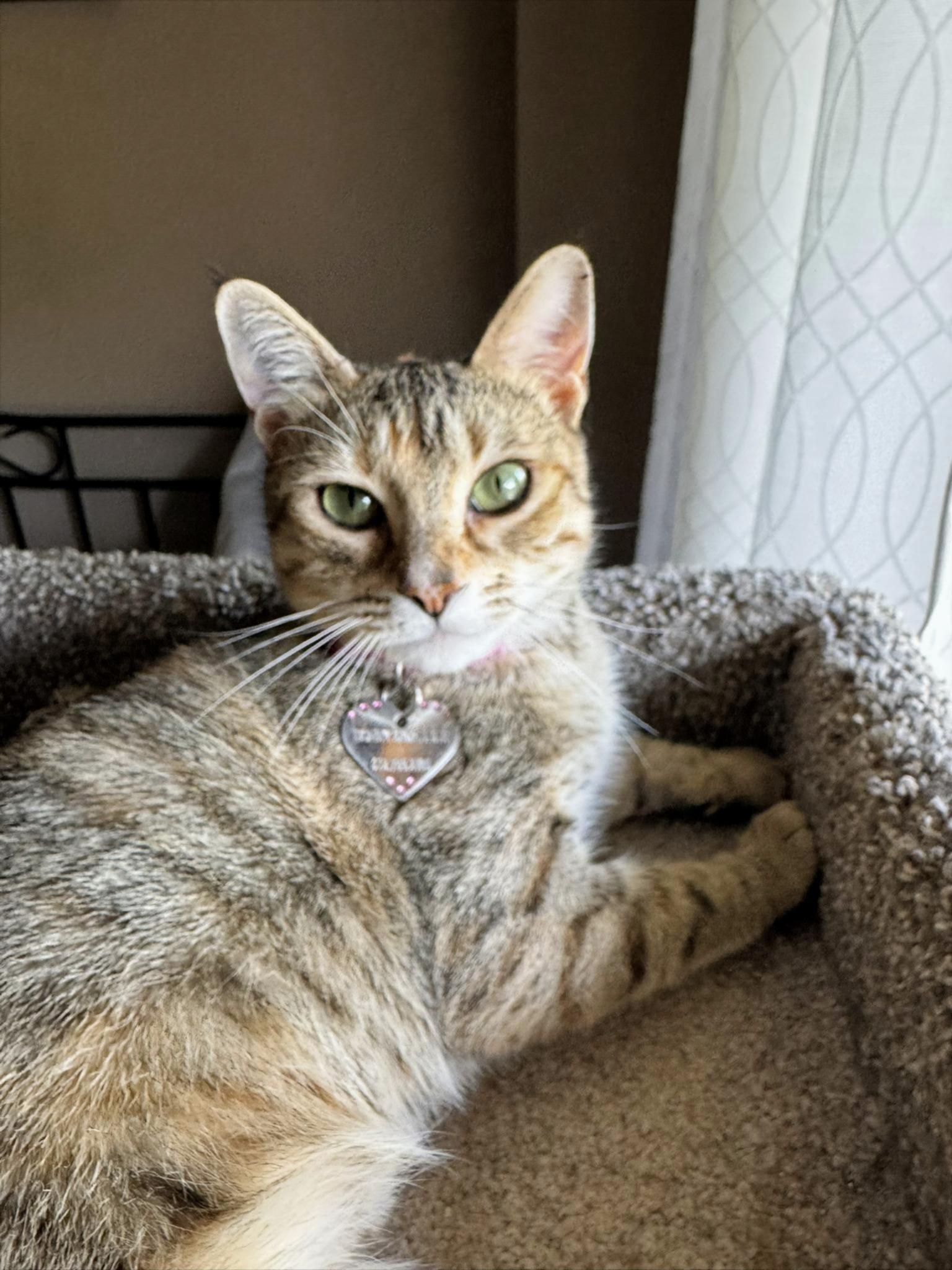 Bonita