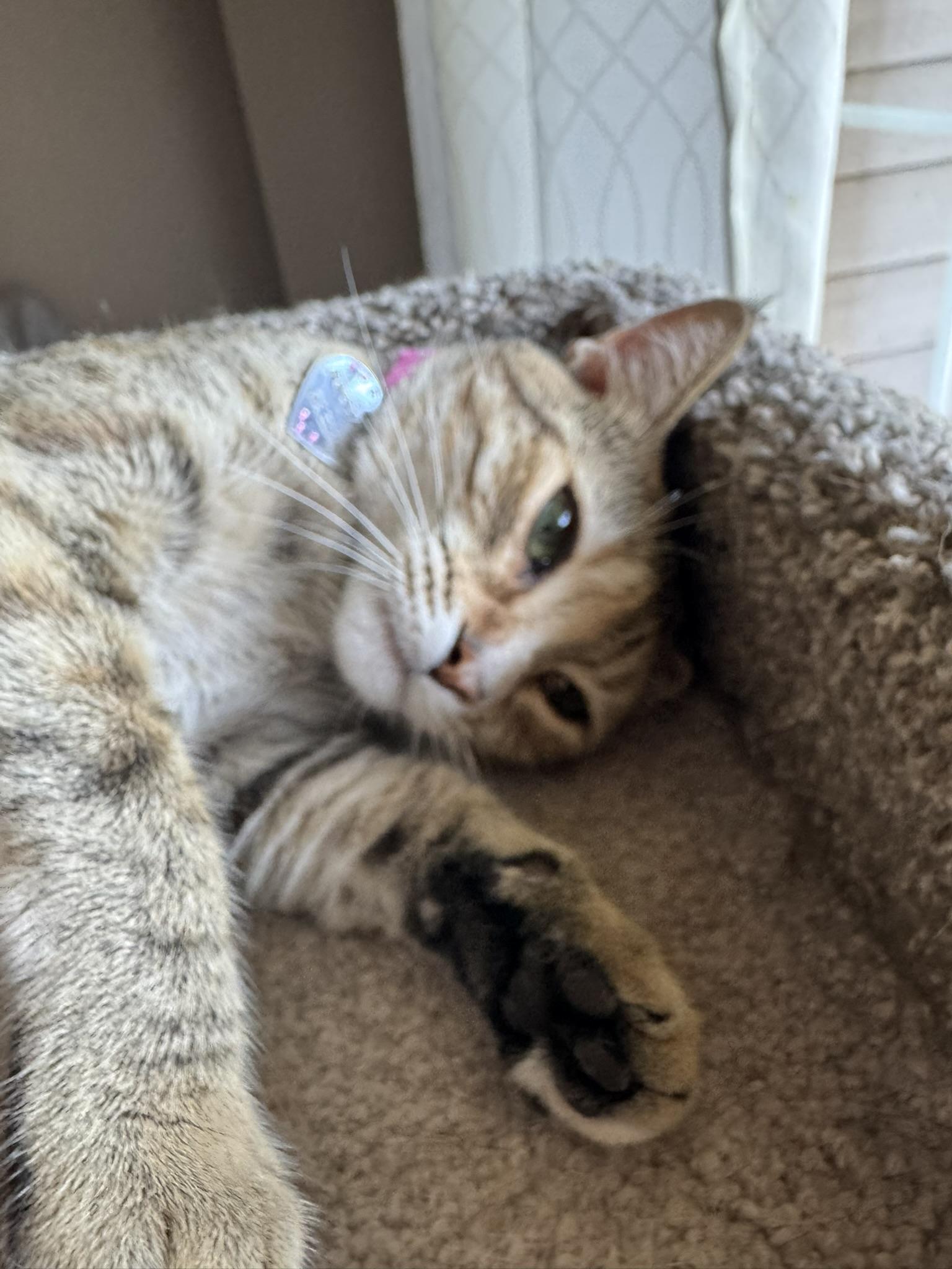 Bonita