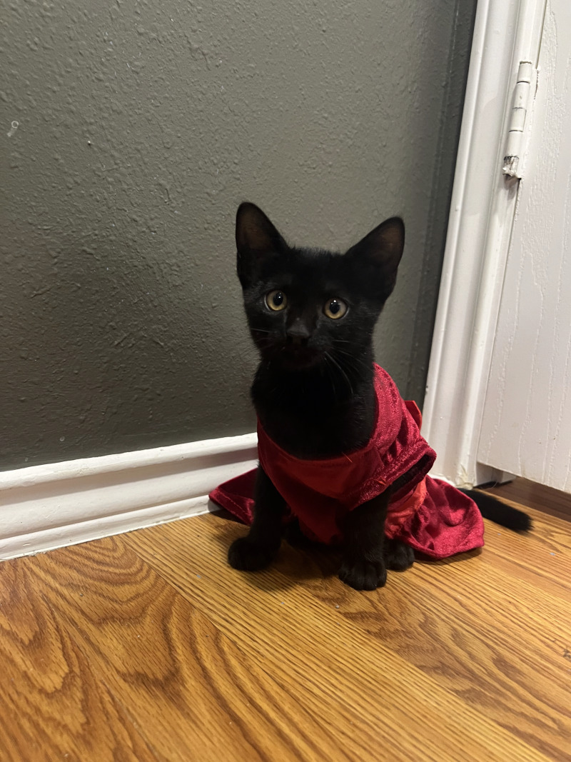 Cat for adoption Blair, a Bombay Mix in Delta, BC Petfinder