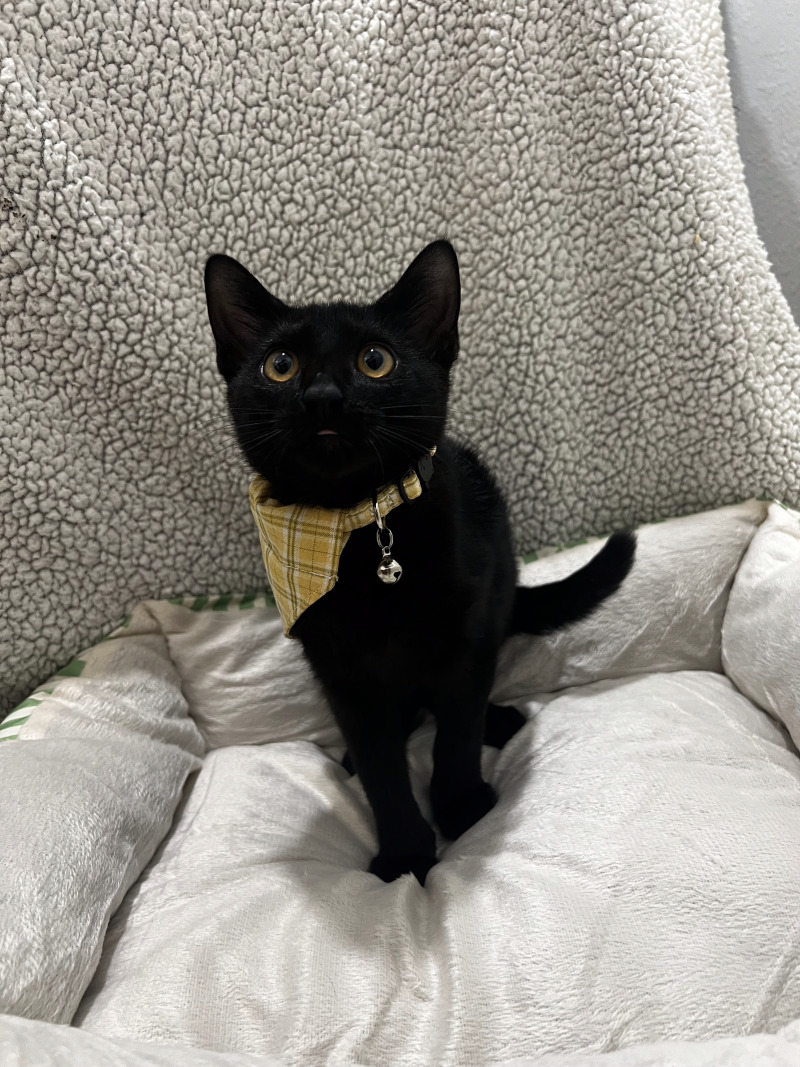 Cat for adoption Blair, a Bombay Mix in Delta, BC Petfinder