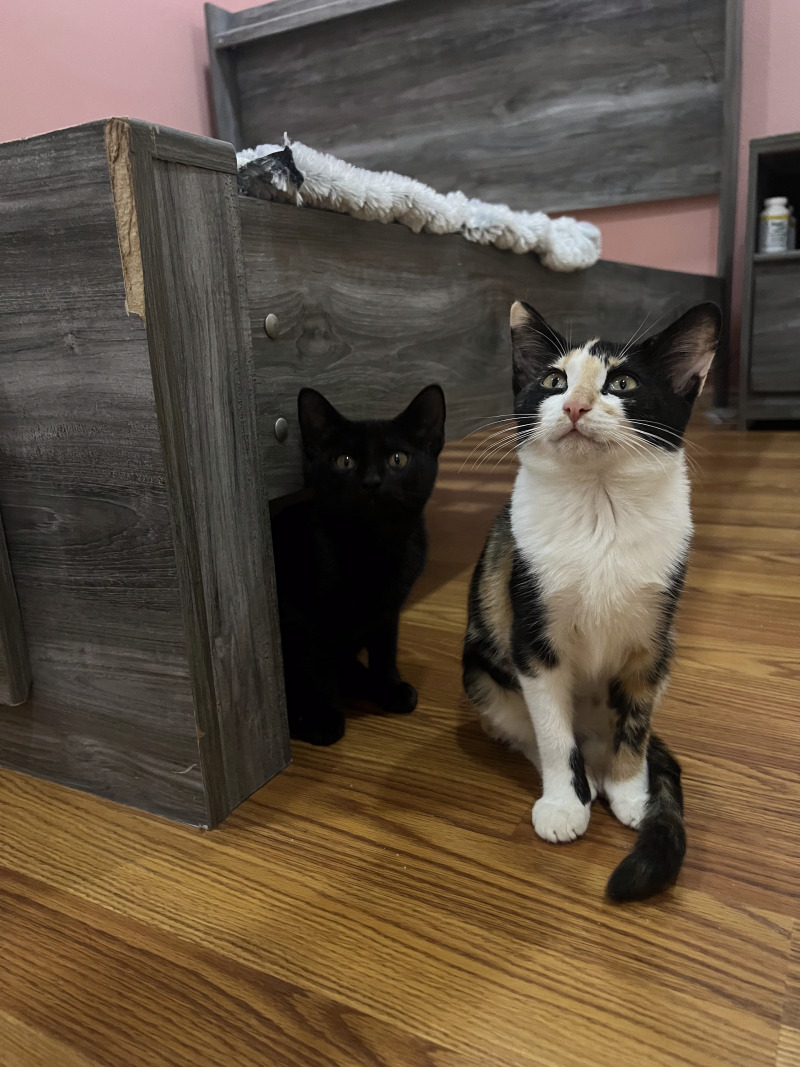 Cat for adoption Blair, a Bombay Mix in Delta, BC Petfinder