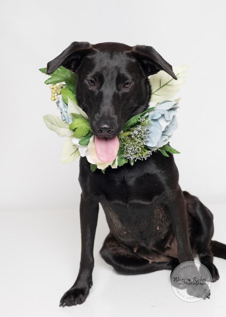 Enlarge Suzie - Adopted, a Adopted mixed breed in Hagerstown, MD image 1/6