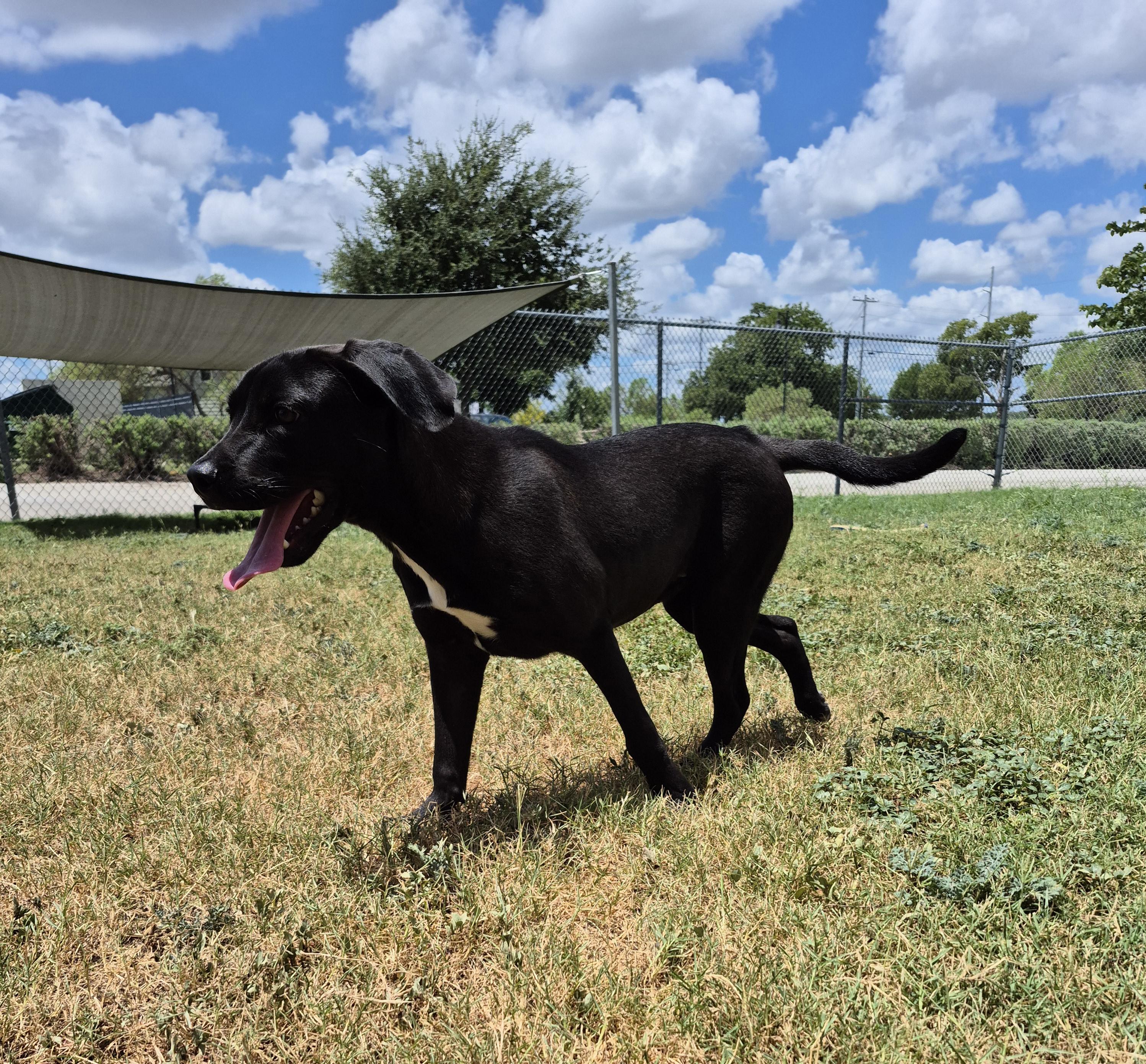 Mayflower, an adopted mixed breed in Schertz, TX image 5/5