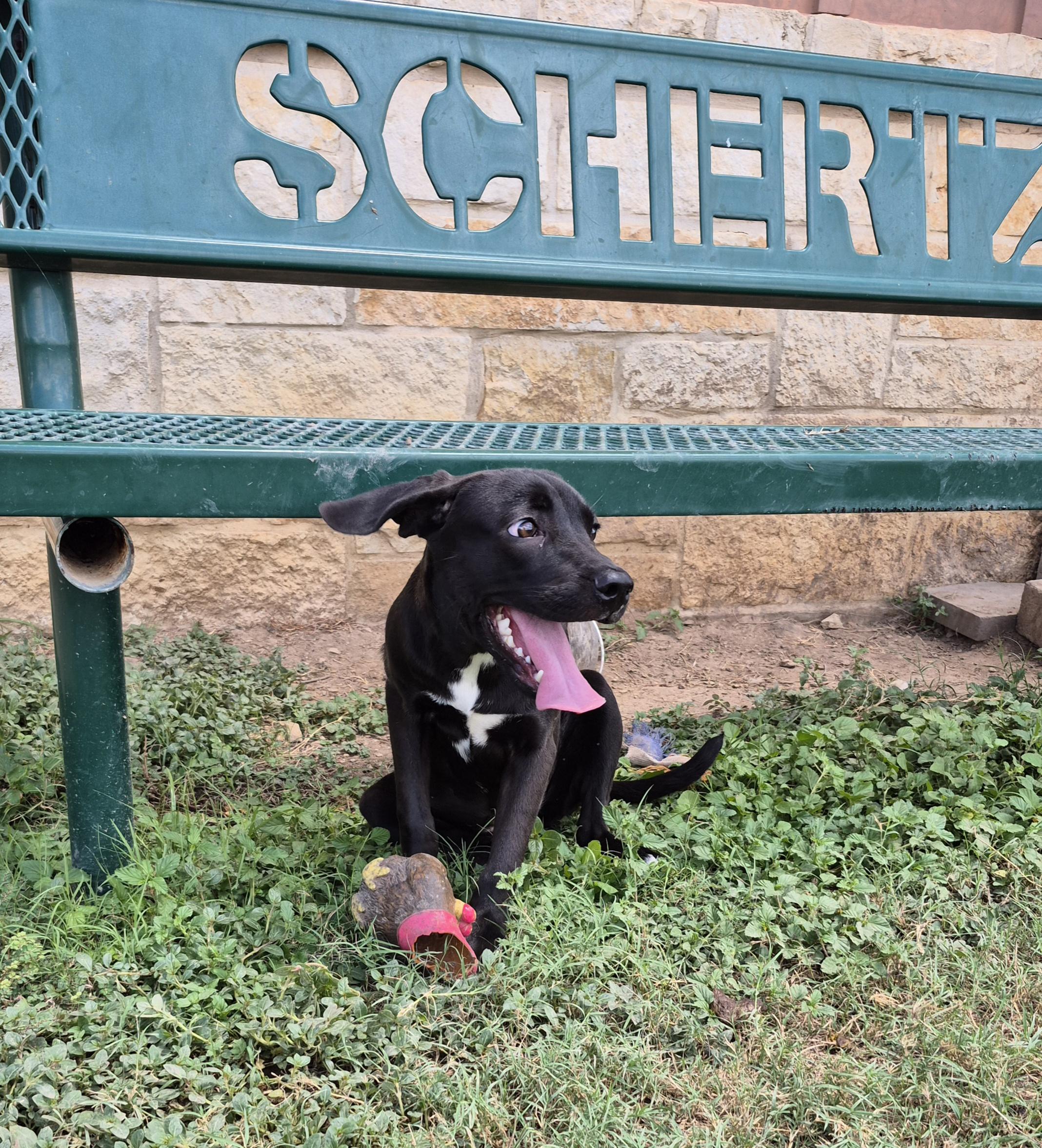 Mayflower, an adopted mixed breed in Schertz, TX image 4/5