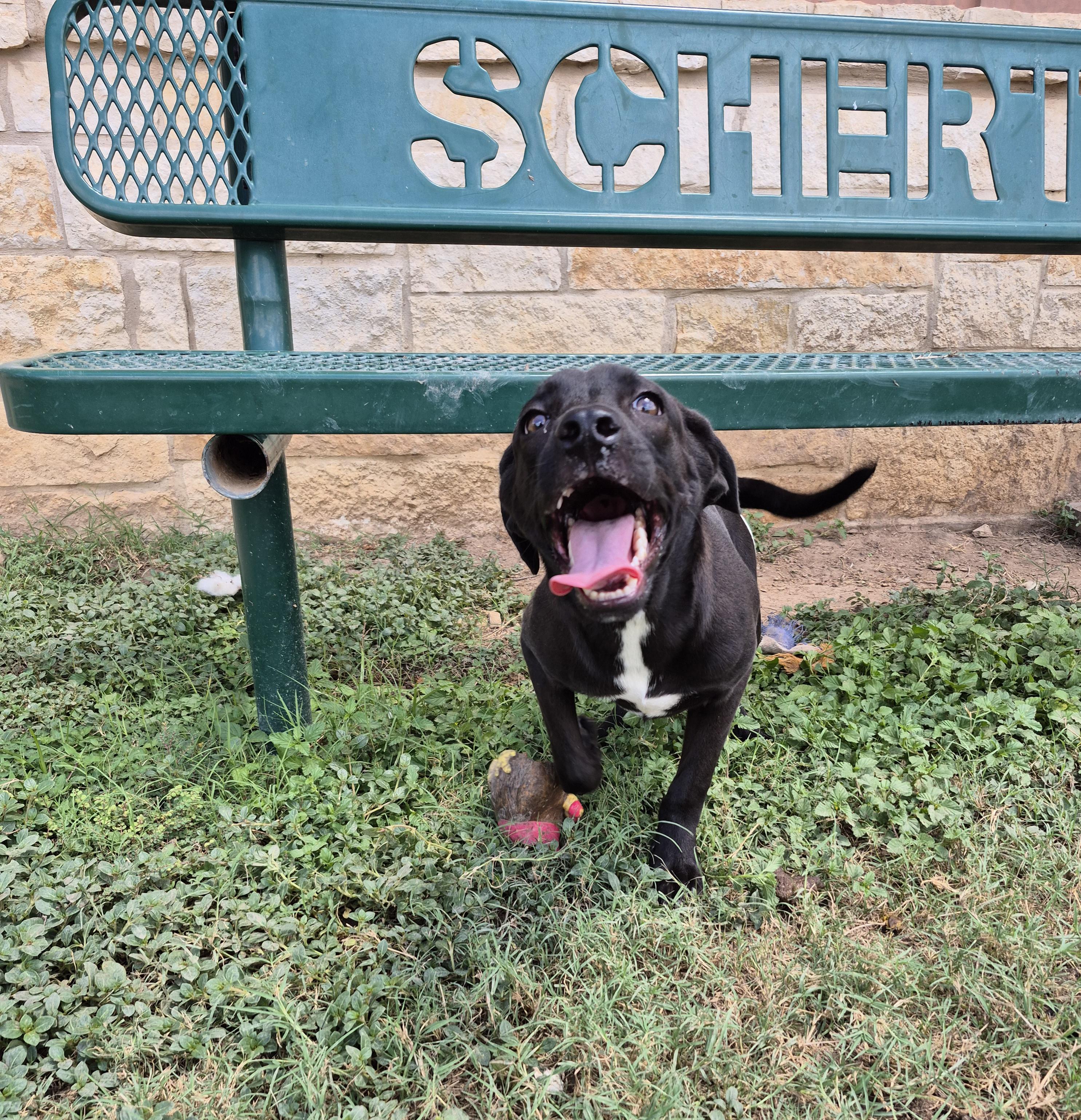Mayflower, an adopted mixed breed in Schertz, TX image 2/5