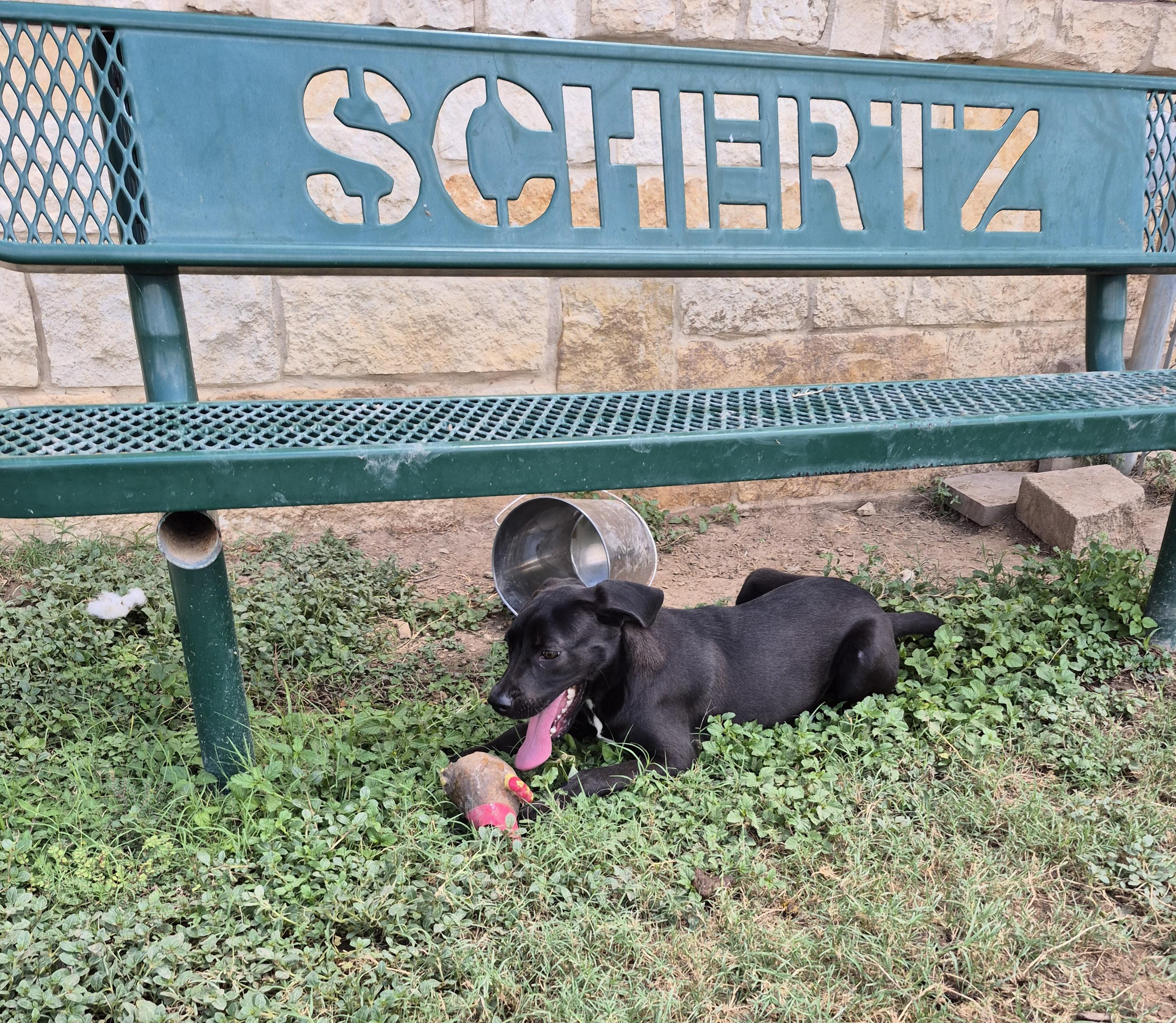Mayflower, an adopted mixed breed in Schertz, TX image 3/5