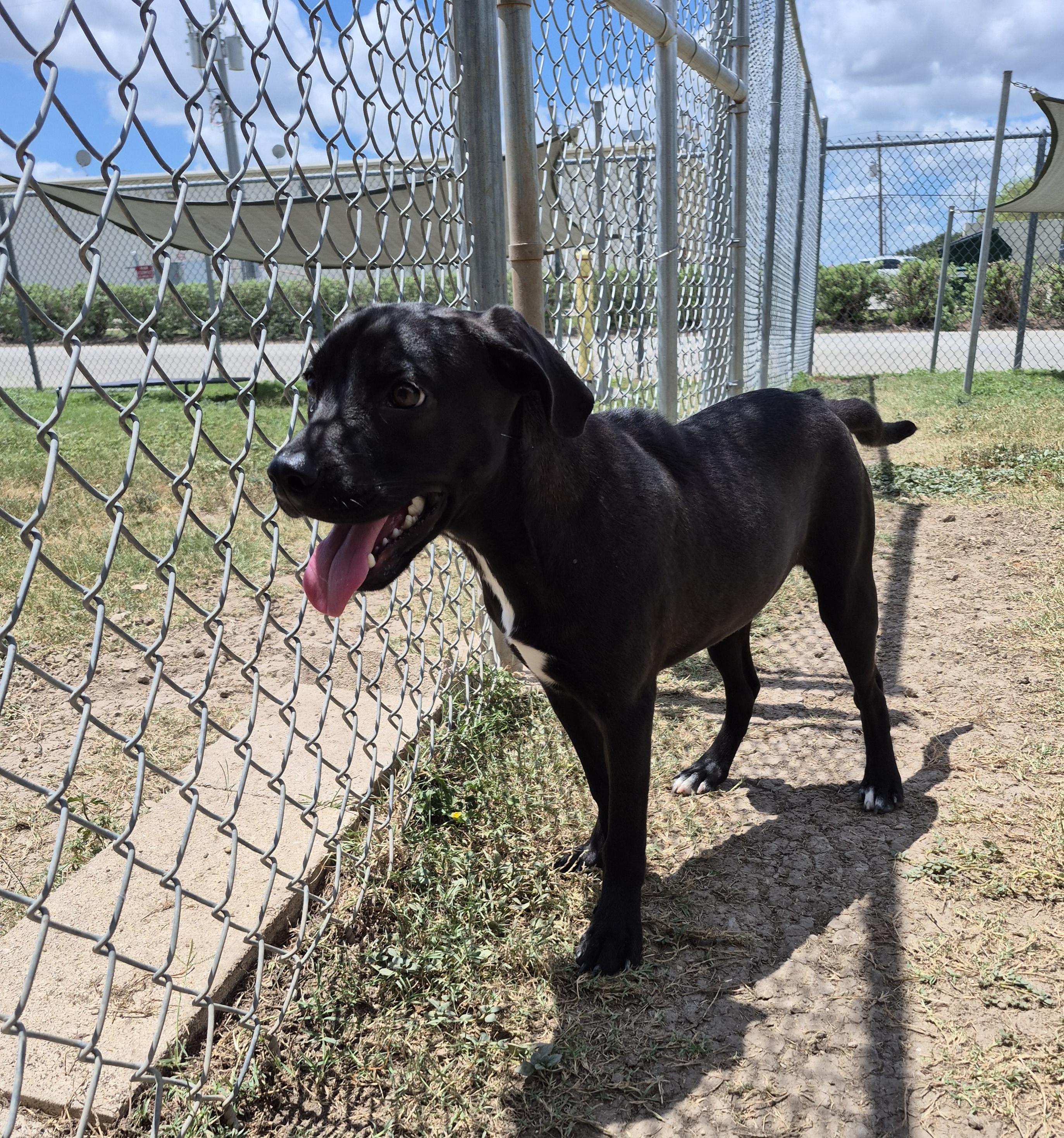 Mayflower, an adopted mixed breed in Schertz, TX image 1/5