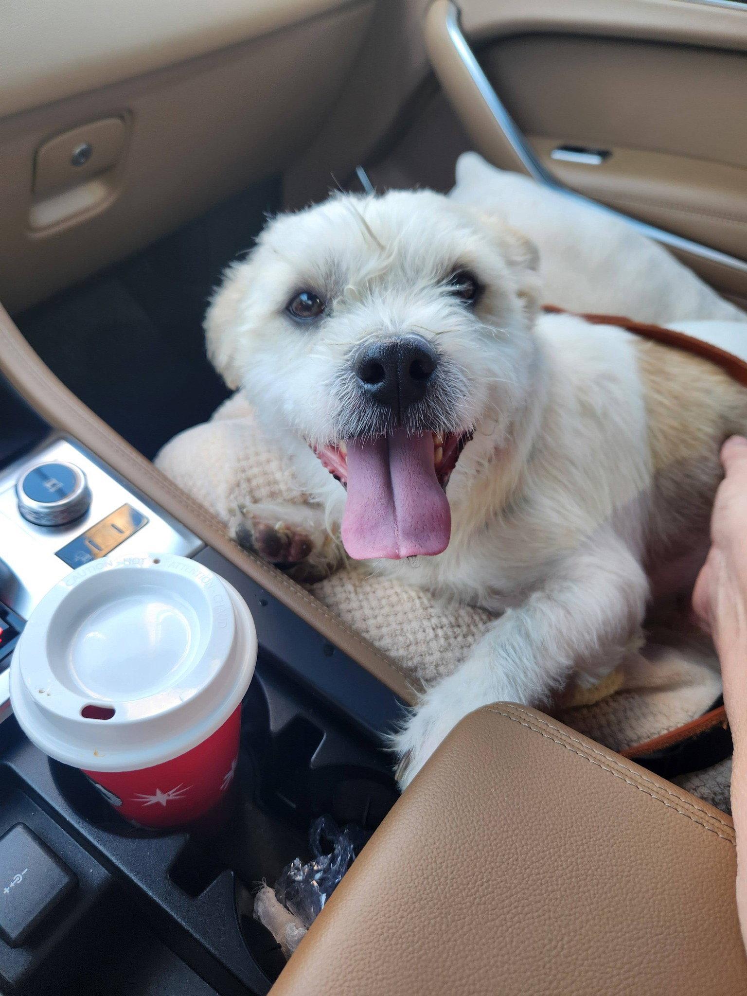 Chai, Adoptable, Adult Male Shih Tzu.