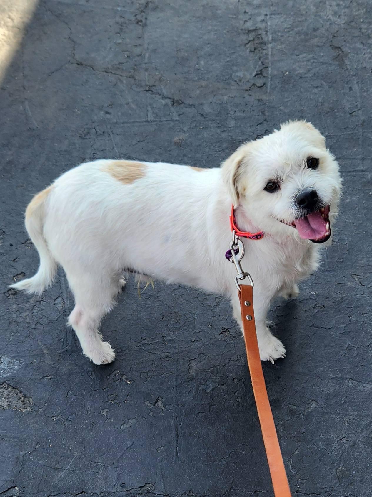 Chai, a Adoptable Shih Tzu in San Bernardino, CA image 2/2