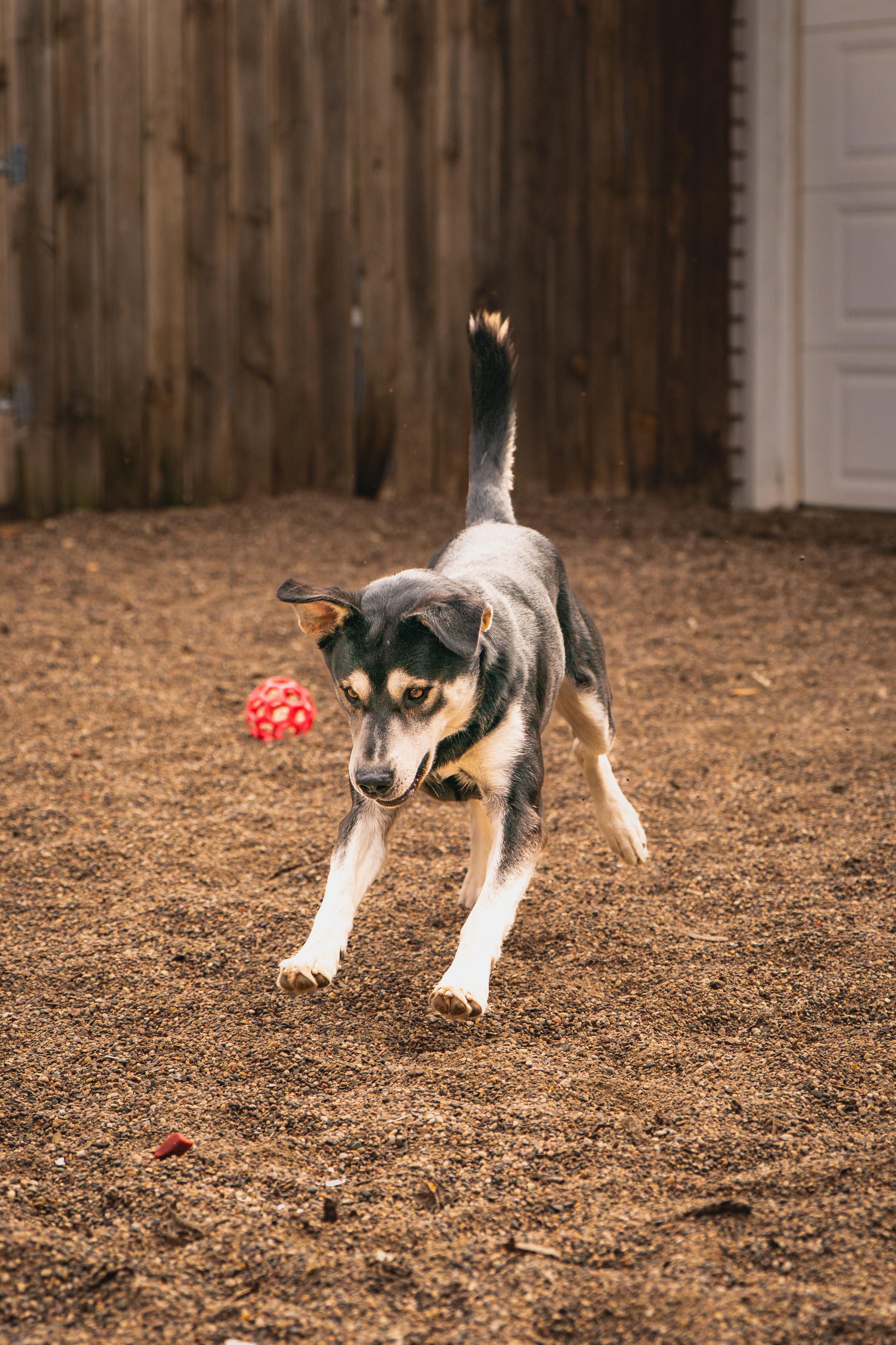 Enlarge Forrest, a Adoptable mixed breed in Red Wing, MN image 5/6