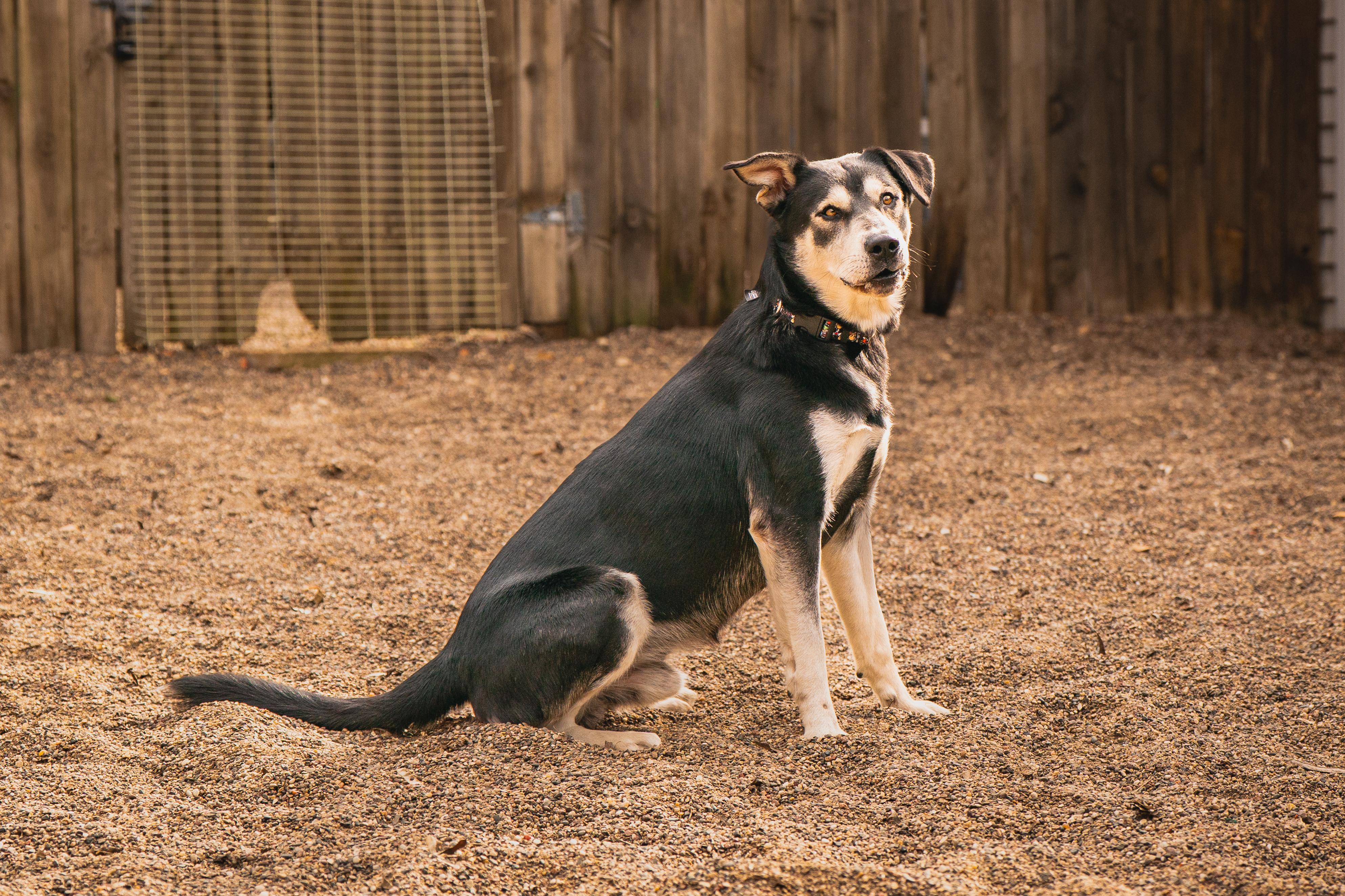 Enlarge Forrest, a Adoptable mixed breed in Red Wing, MN image 4/6