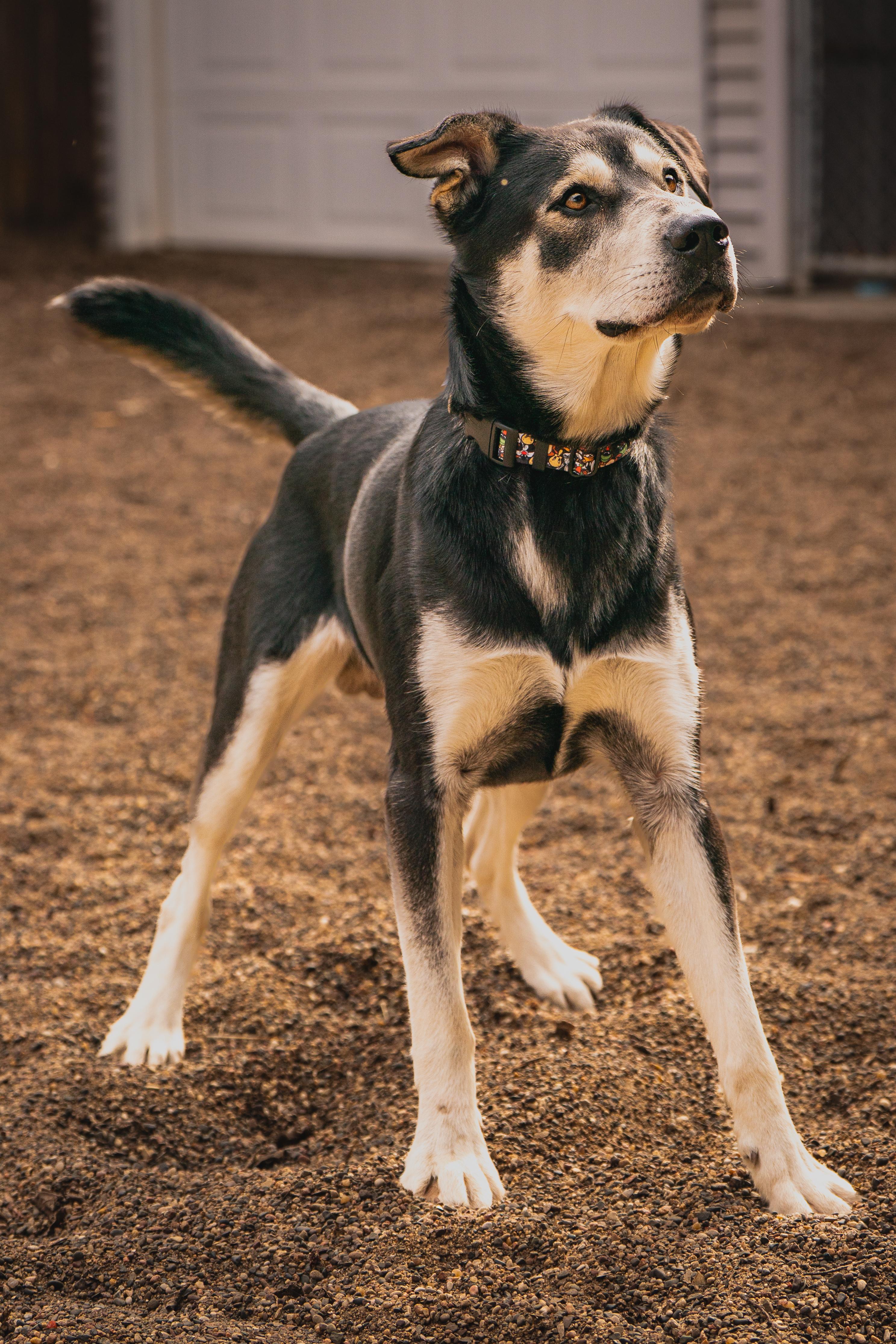 Enlarge Forrest, a Adoptable mixed breed in Red Wing, MN image 2/6