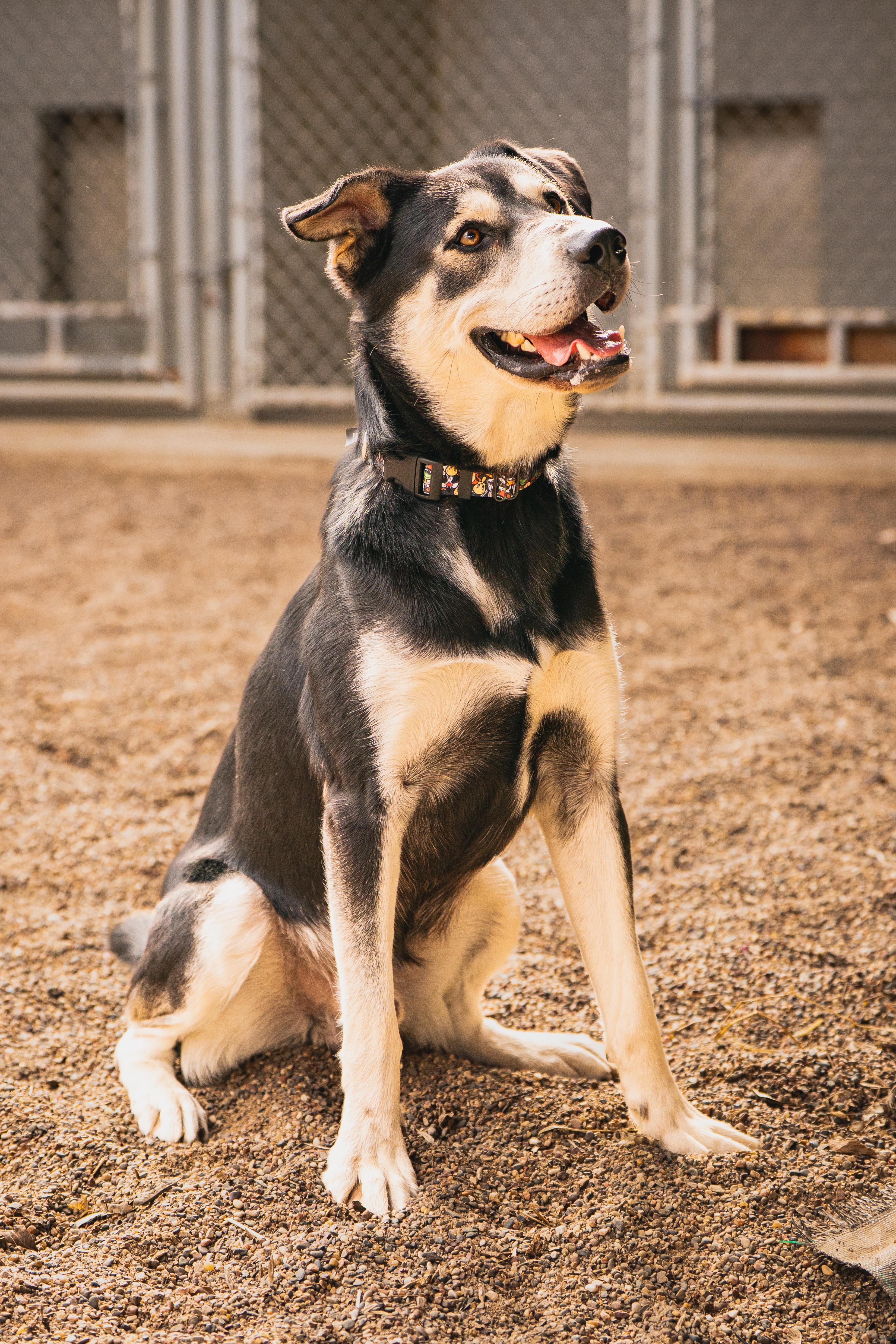 Enlarge Forrest, a Adoptable mixed breed in Red Wing, MN image 6/6