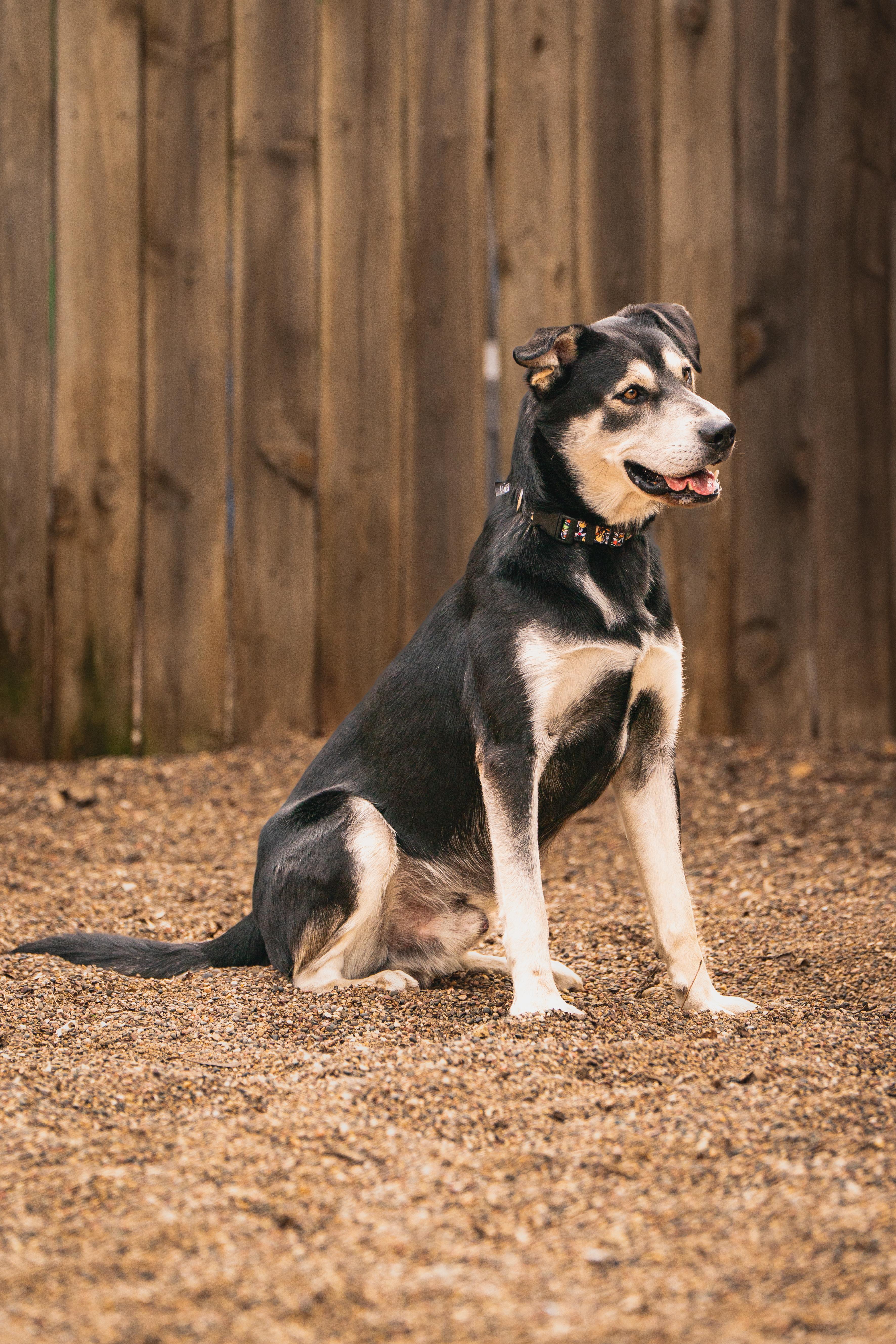 Enlarge Forrest, a Adoptable mixed breed in Red Wing, MN image 1/6