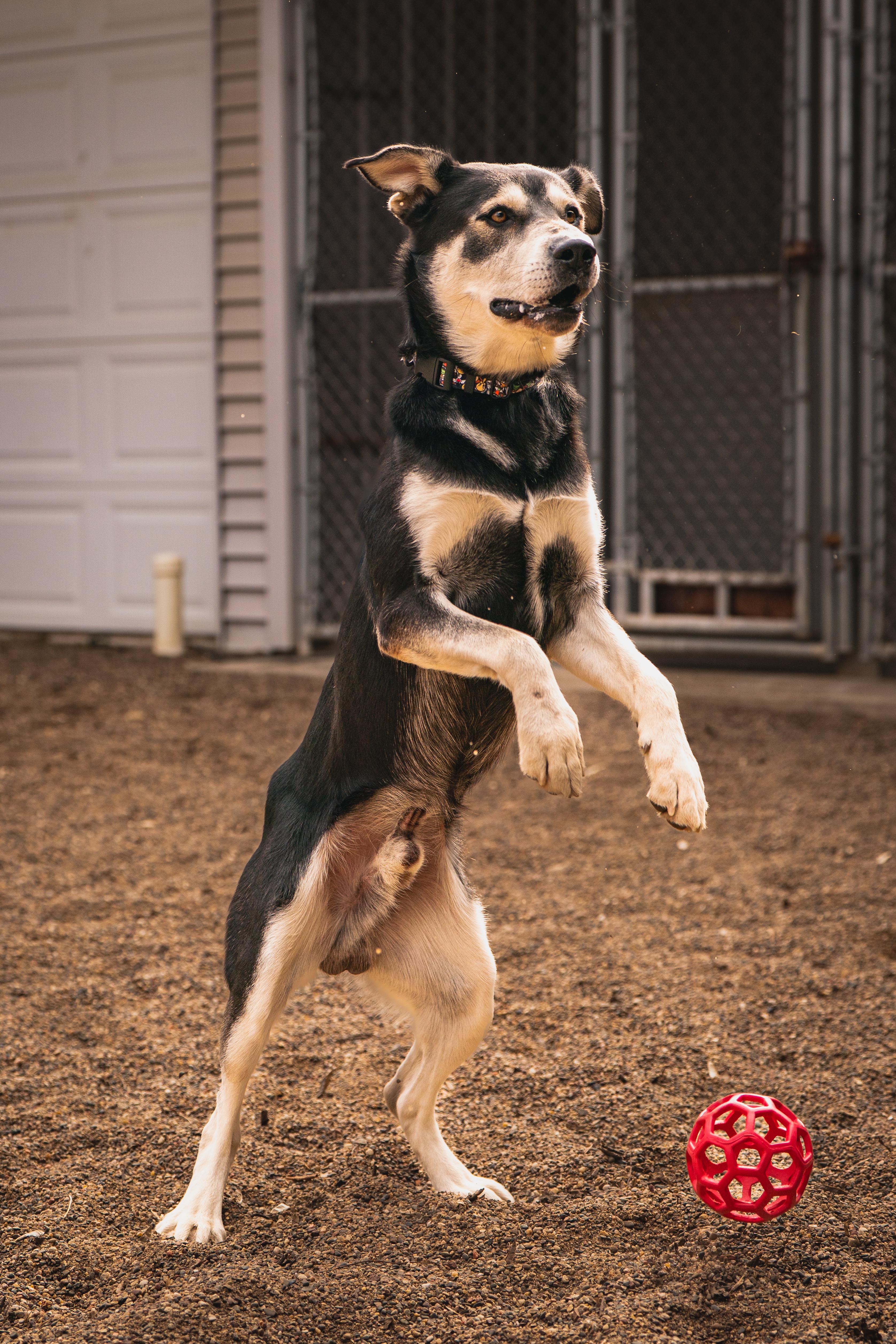 Enlarge Forrest, a Adoptable mixed breed in Red Wing, MN image 3/6
