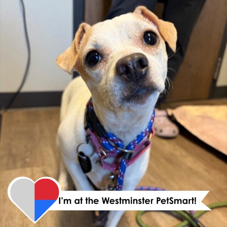 Liza, Adoptable, Adult Female Chihuahua & Mixed Breed.