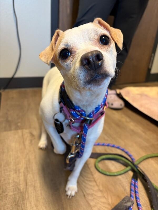 Enlarge Liza, a Adoptable mixed breed in Fort Collins, CO image 2/6