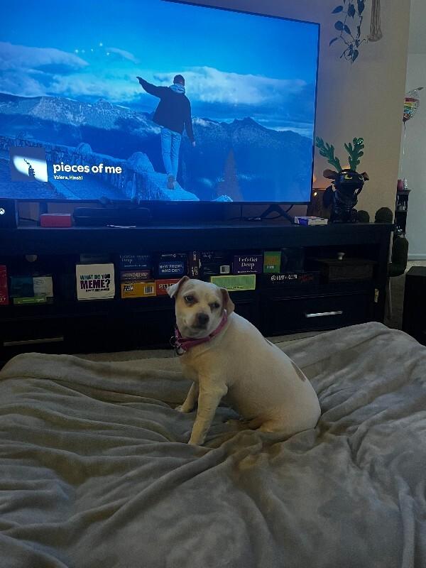 Enlarge Liza, a Adoptable mixed breed in Westminster, CO image 3/6