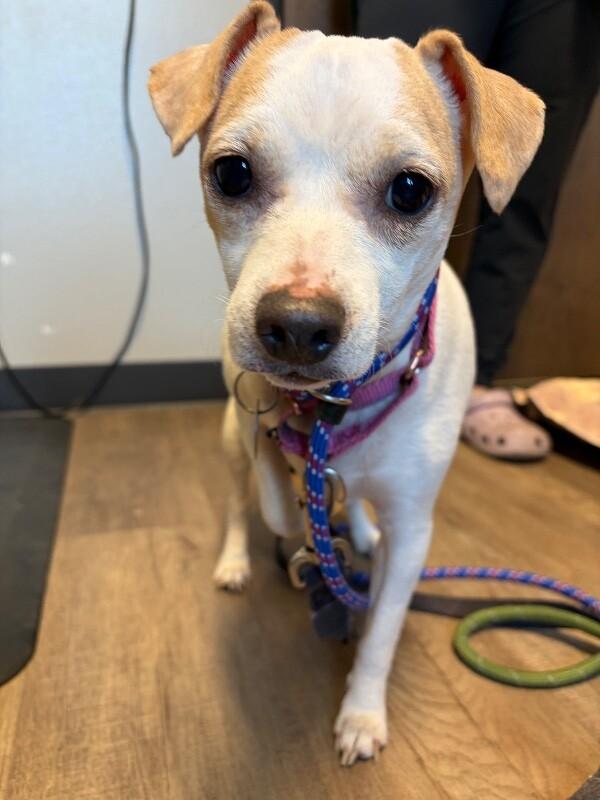 Enlarge Liza, a Adoptable mixed breed in Westminster, CO image 4/6