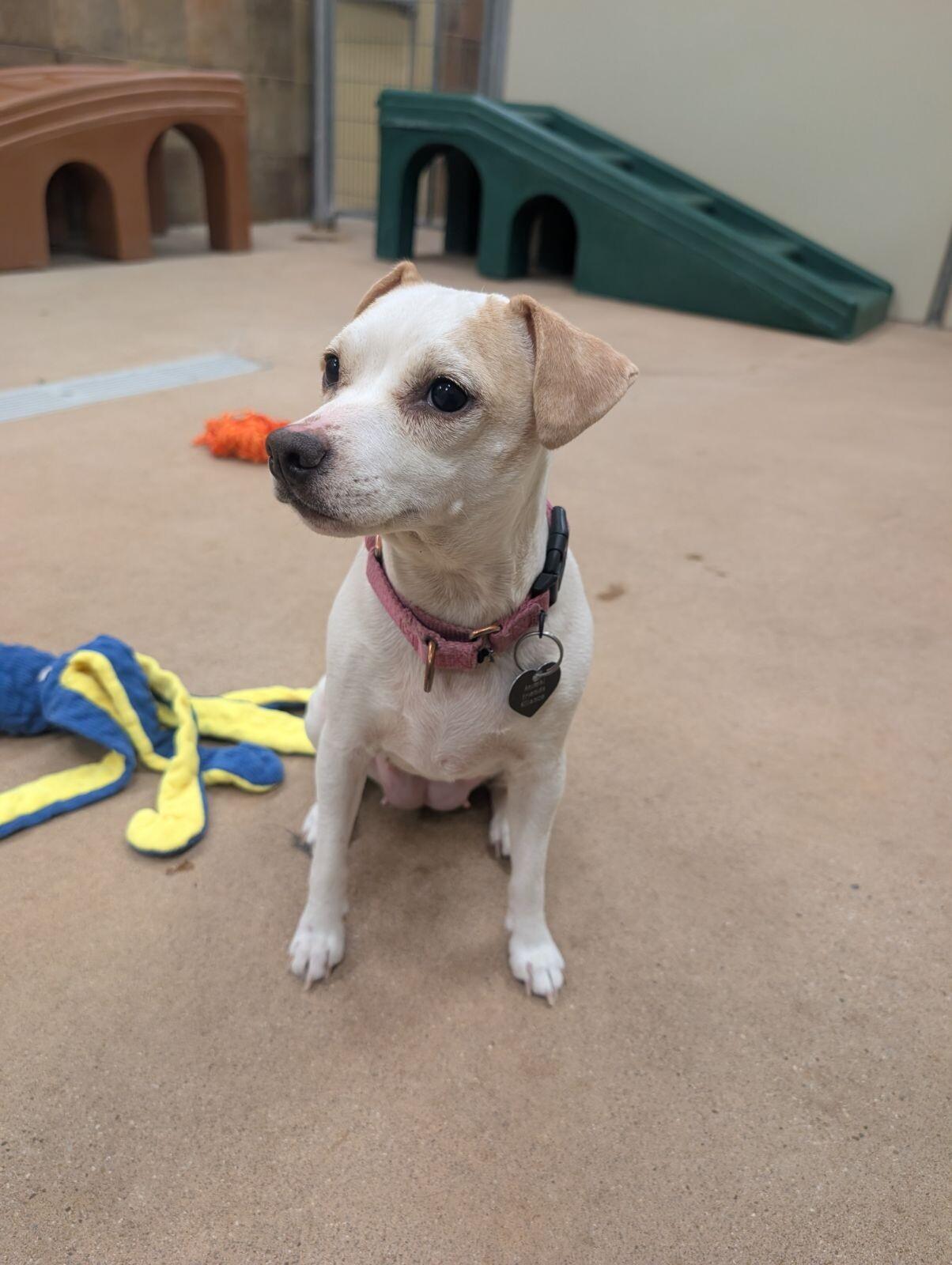 Enlarge Liza, a Adoptable mixed breed in Westminster, CO image 2/6