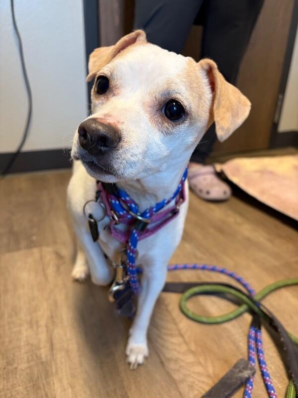 Enlarge Liza, a Adoptable mixed breed in Westminster, CO image 5/6