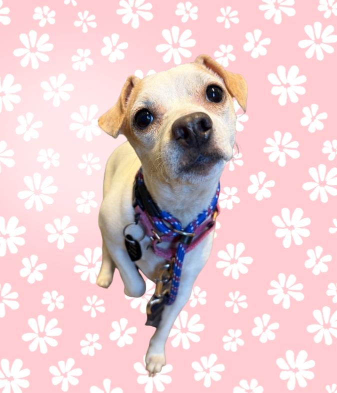 Enlarge Liza, a Adoptable mixed breed in Fort Collins, CO image 4/6