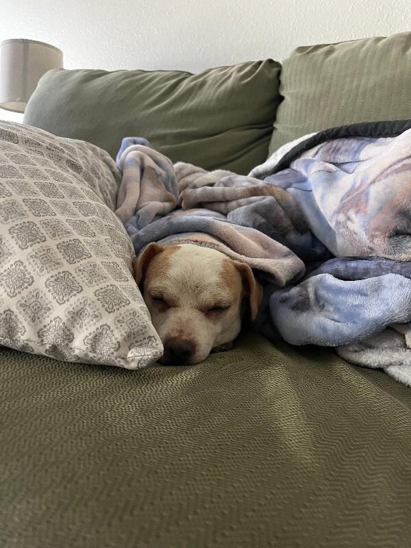 Enlarge Liza, a Adoptable mixed breed in Westminster, CO image 6/6