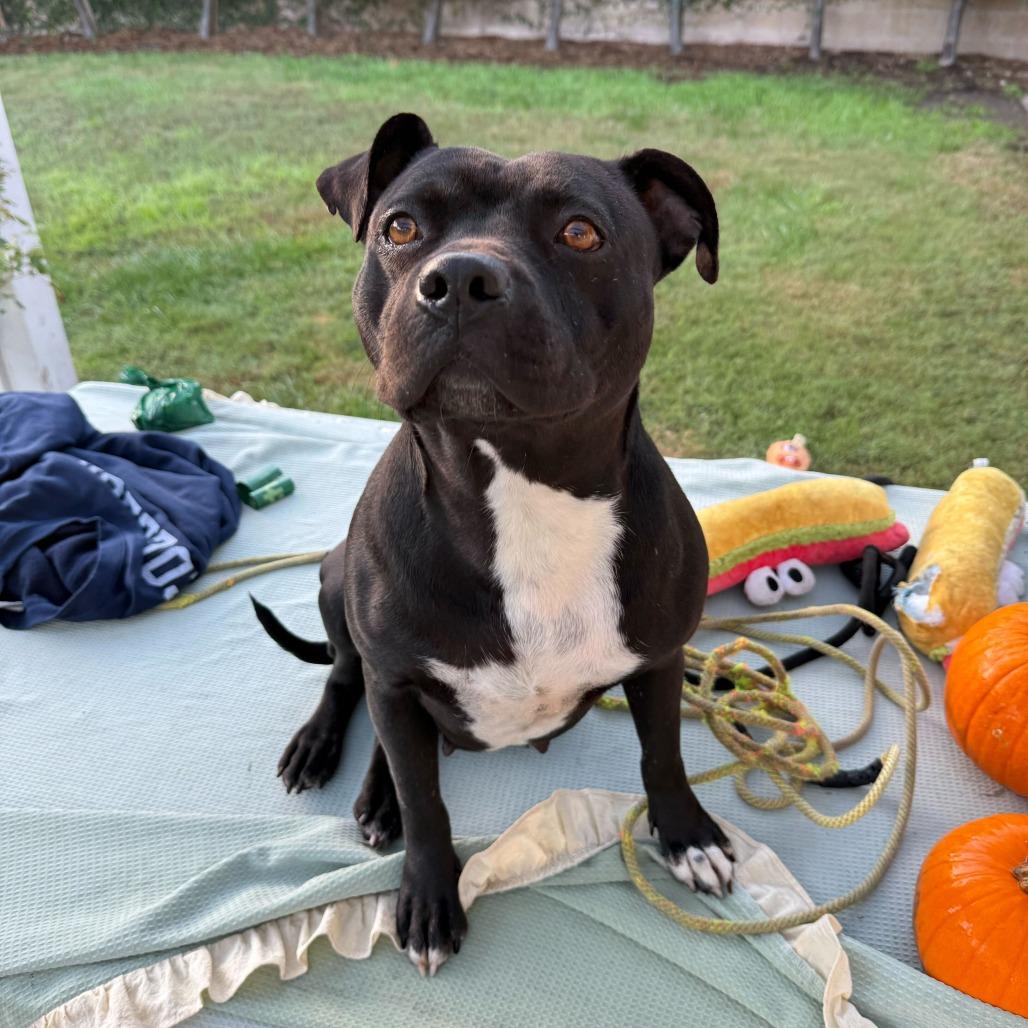 Fanny, Adoptable, Adult Female American Staffordshire Terrier.