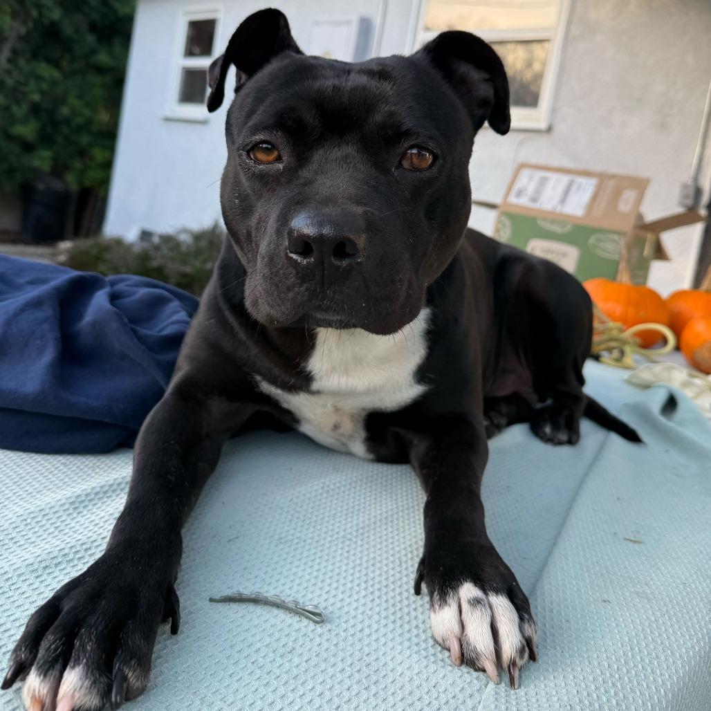 Enlarge Fanny, a Adoptable American Staffordshire Terrier in Turlock, CA image 3/6