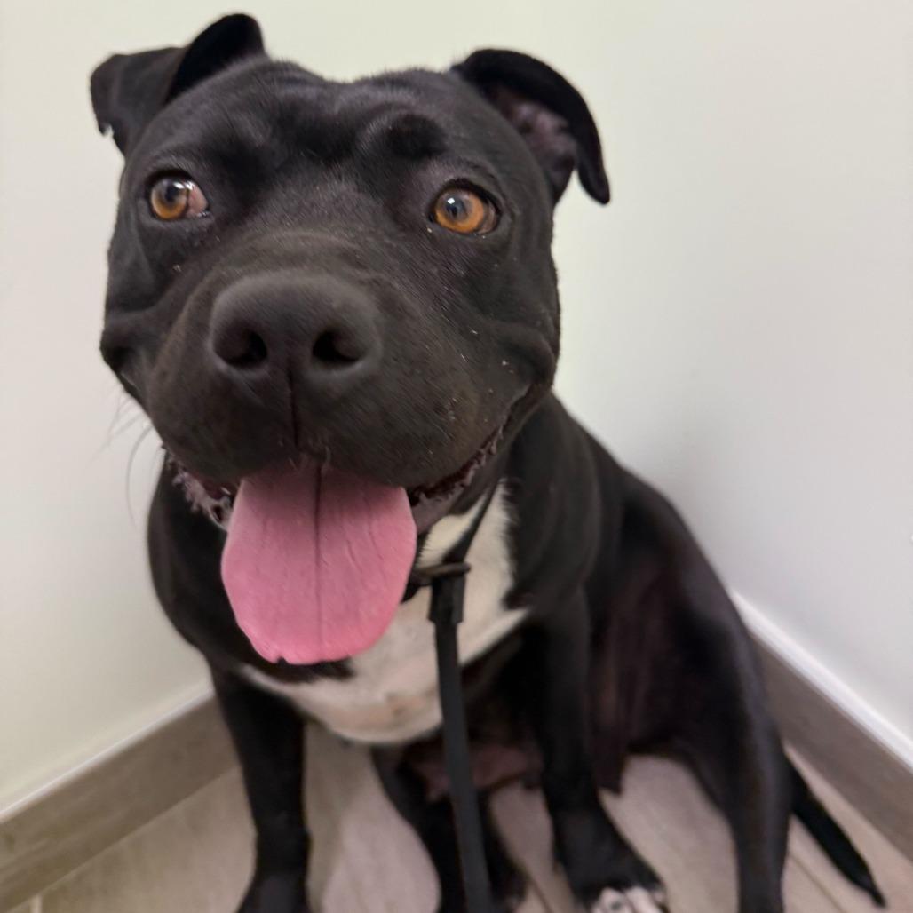 Enlarge Fanny, a Adoptable American Staffordshire Terrier in Turlock, CA image 4/6