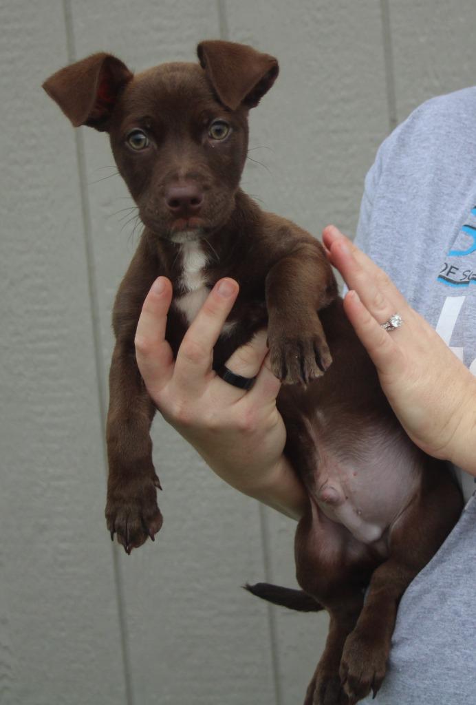 Pinot, Adoptable, Puppy Male Pit Bull Terrier & Mixed Breed.