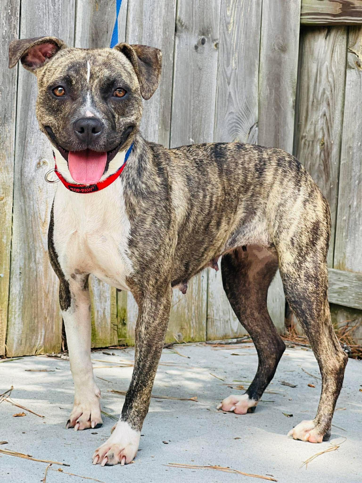 Enlarge Rescue Only AC-4777, a Adoptable mixed breed in Conyers, GA image 3/3