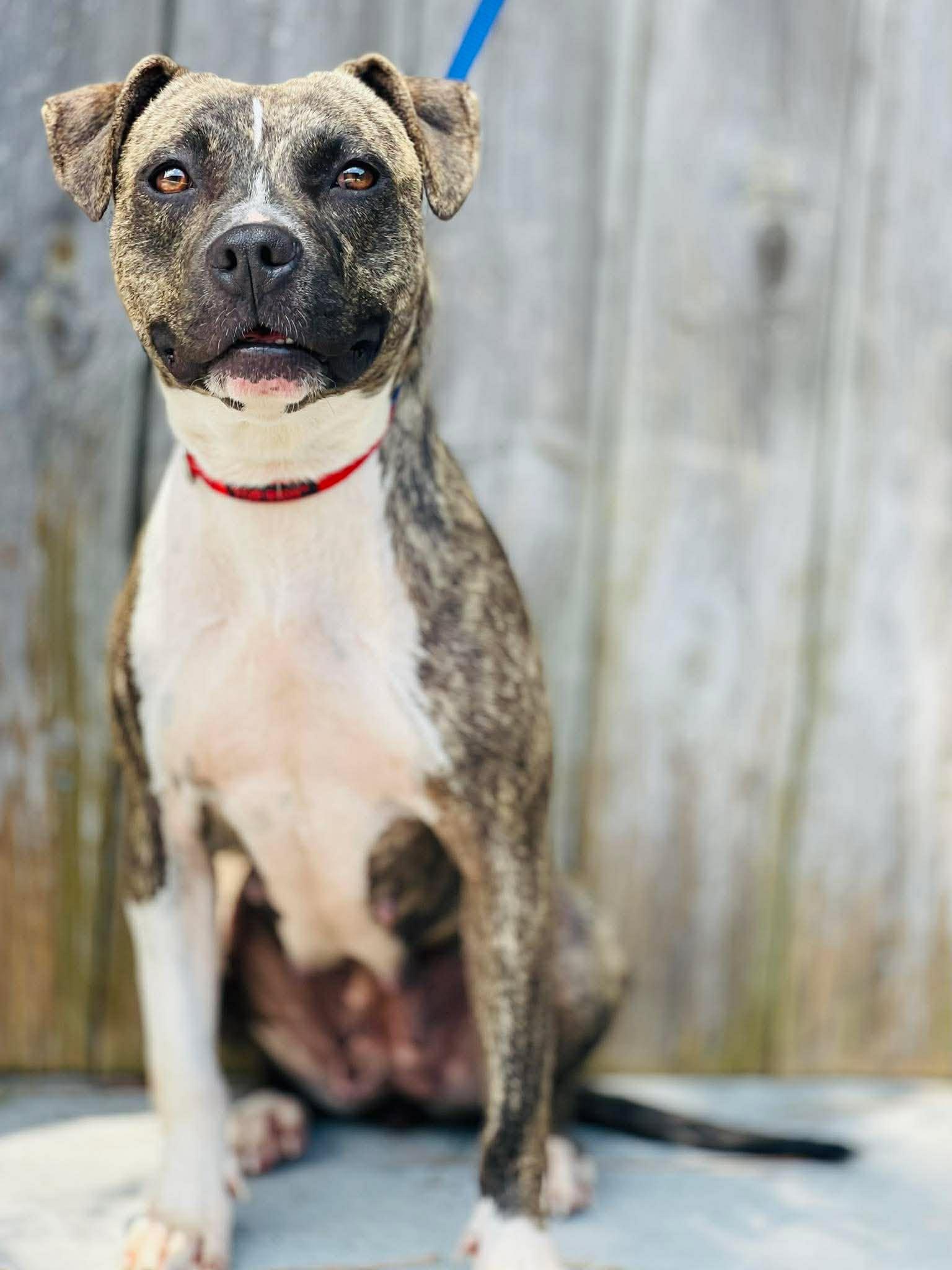 Enlarge Rescue Only AC-4777, a Adoptable mixed breed in Conyers, GA image 2/3