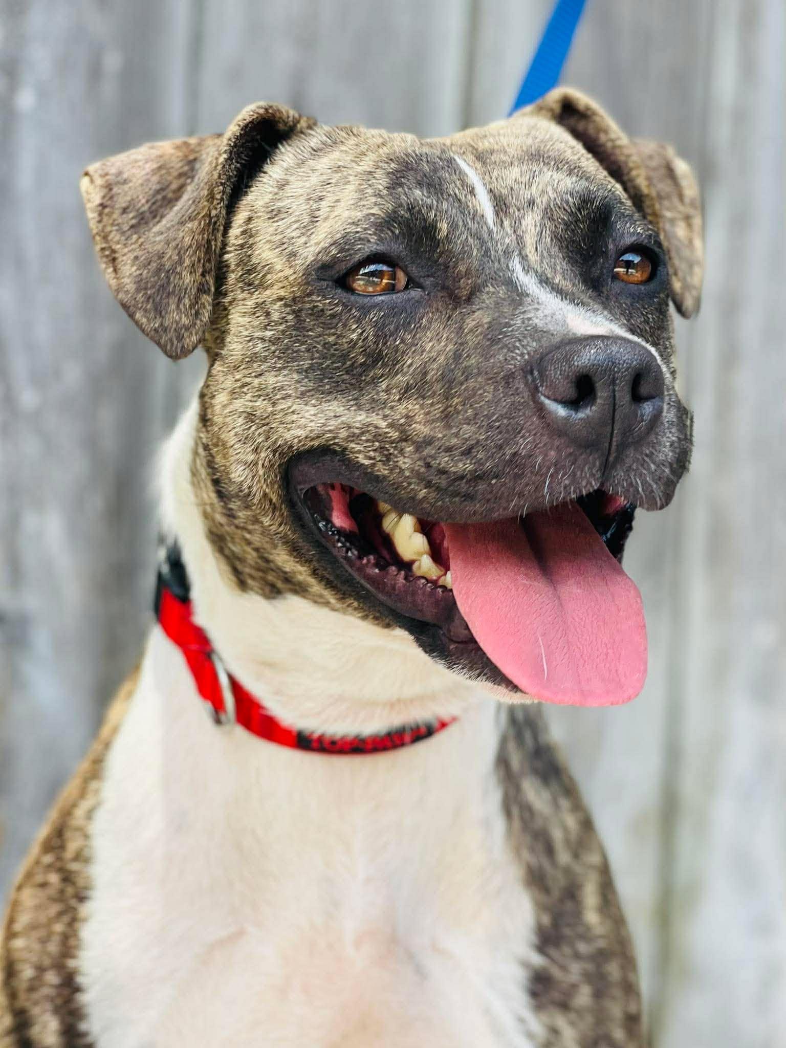 Rescue Only AC-4777, Adoptable, Adult Female Pit Bull Terrier.