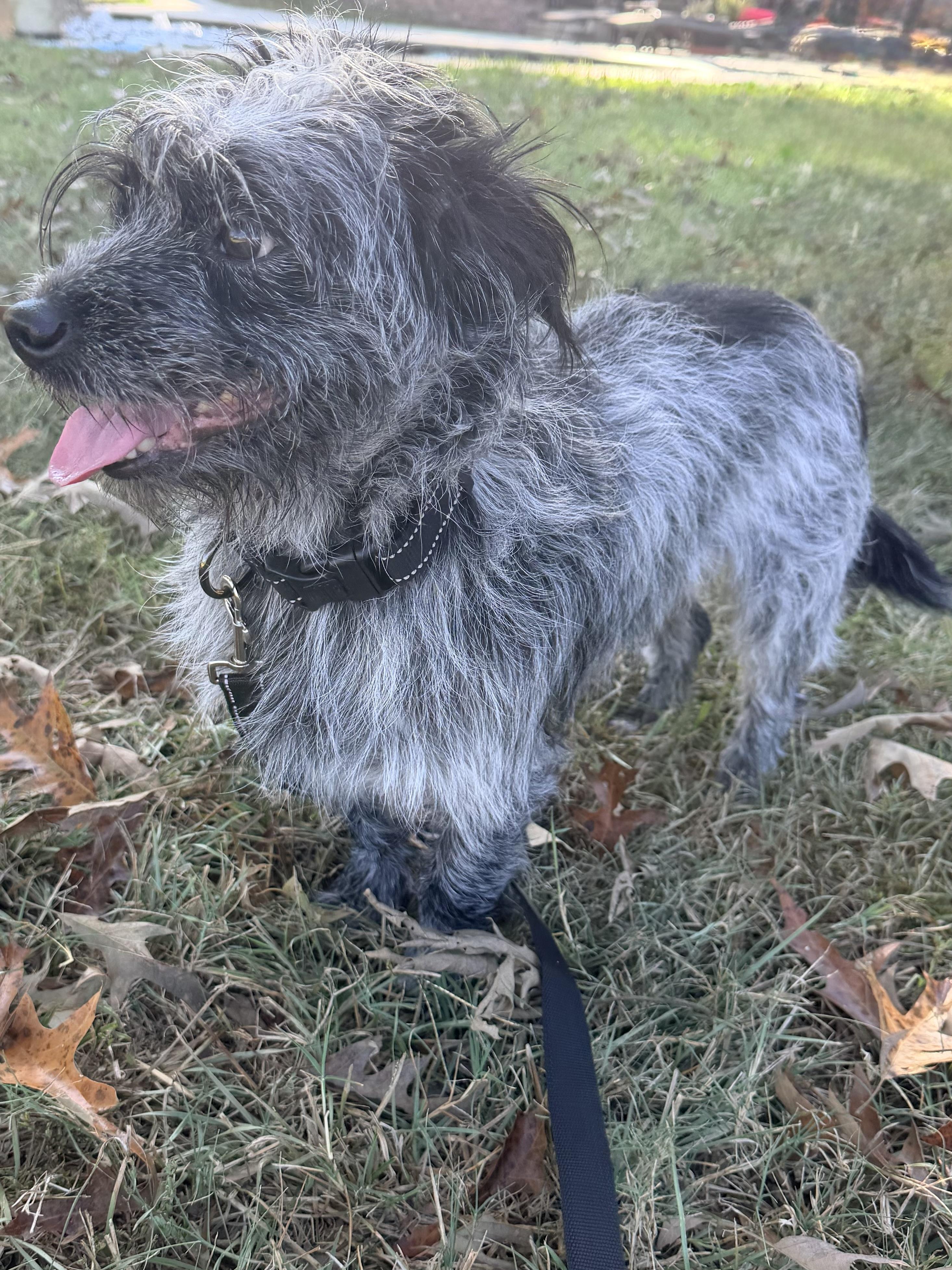 Enlarge Whitt, a Adoptable mixed breed in Baker, LA image 1/6
