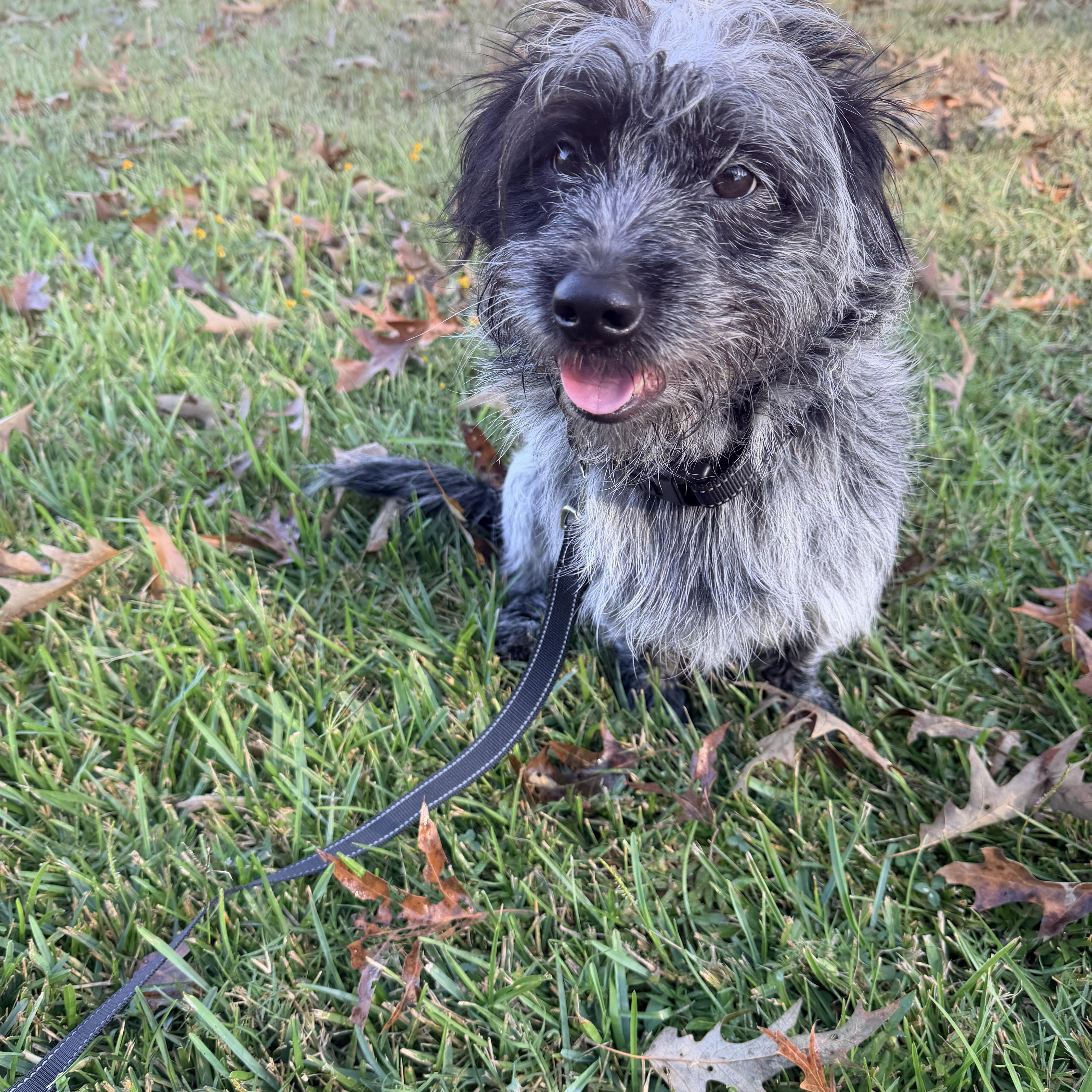 Enlarge Whitt, a Adoptable mixed breed in Baker, LA image 2/6