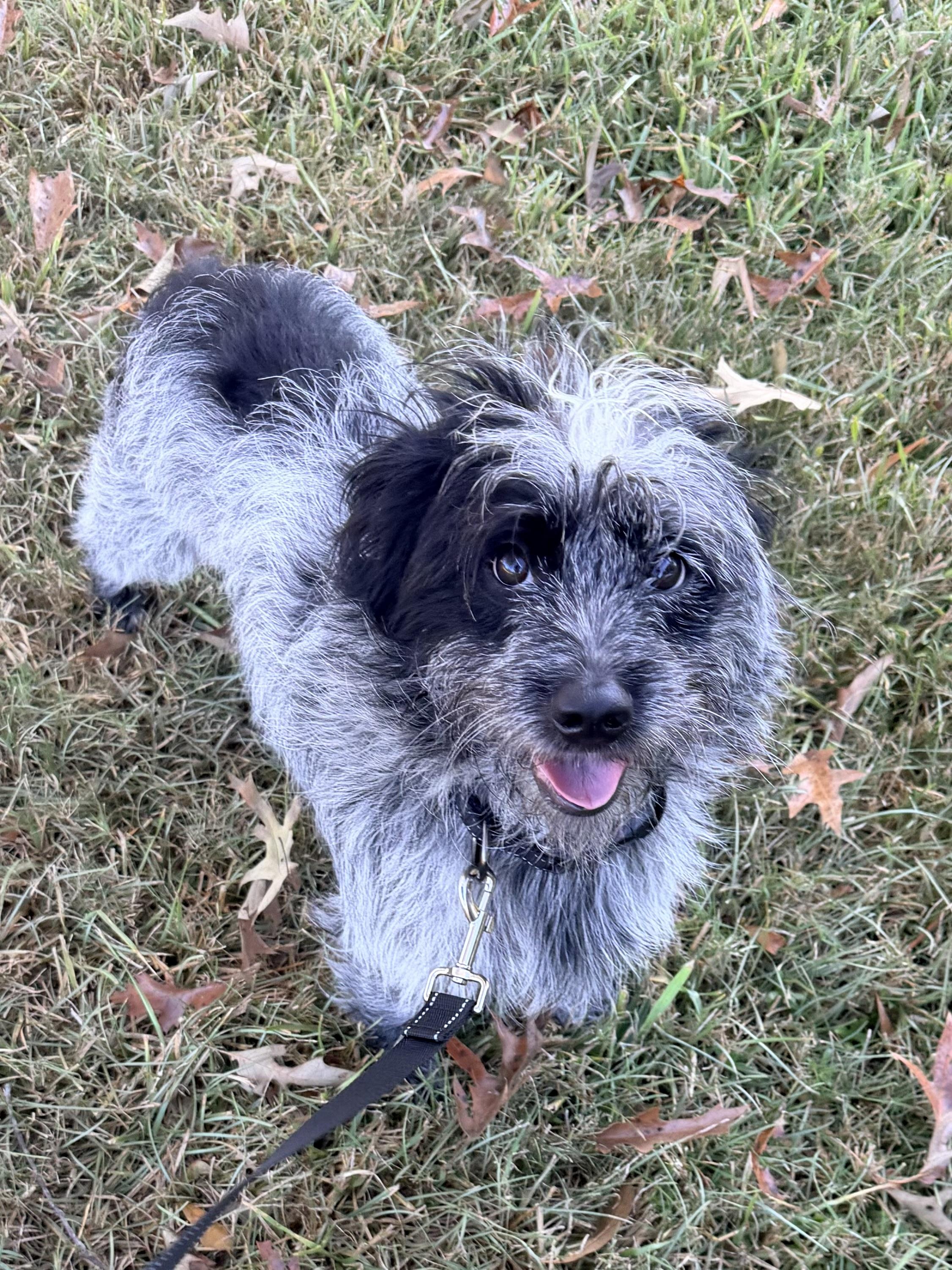 Enlarge Whitt, a Adoptable mixed breed in Baker, LA image 3/6