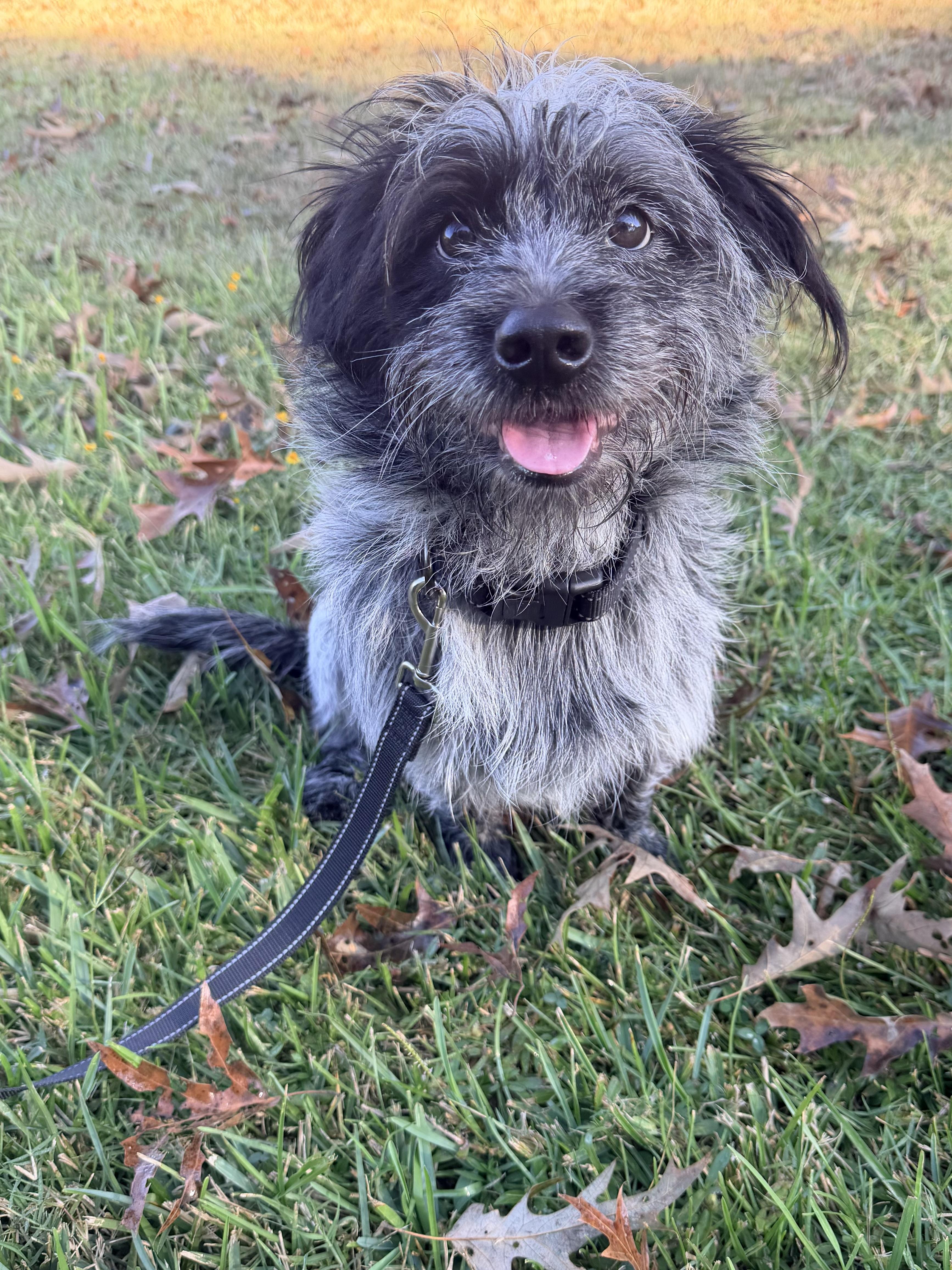 Enlarge Whitt, a Adoptable mixed breed in Baker, LA image 6/6