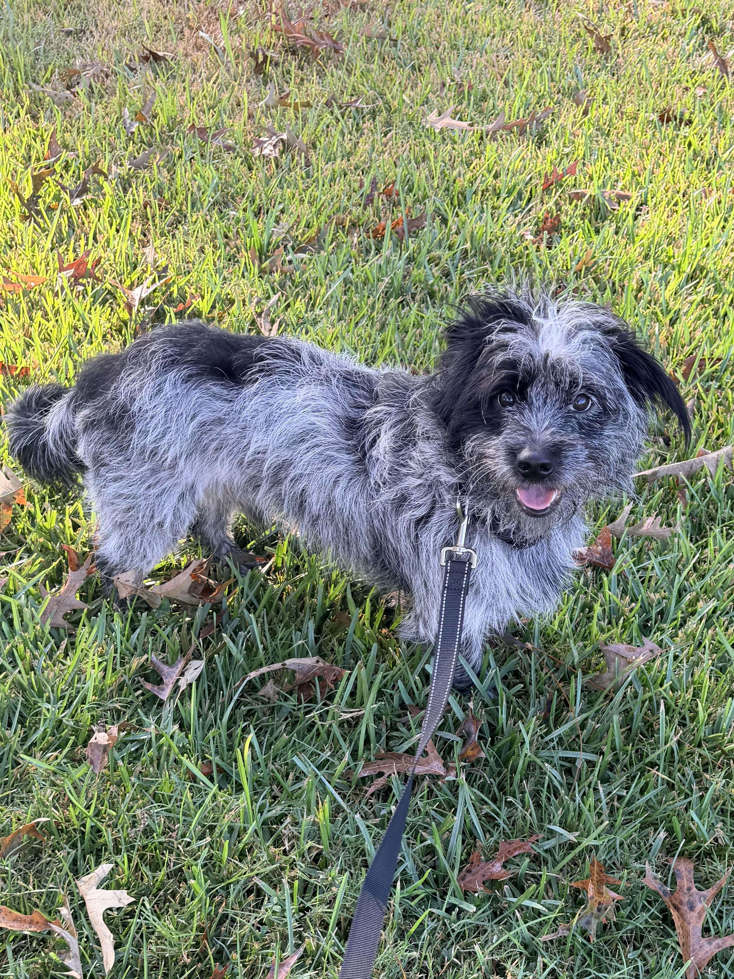 Enlarge Whitt, a Adoptable mixed breed in Baker, LA image 4/6