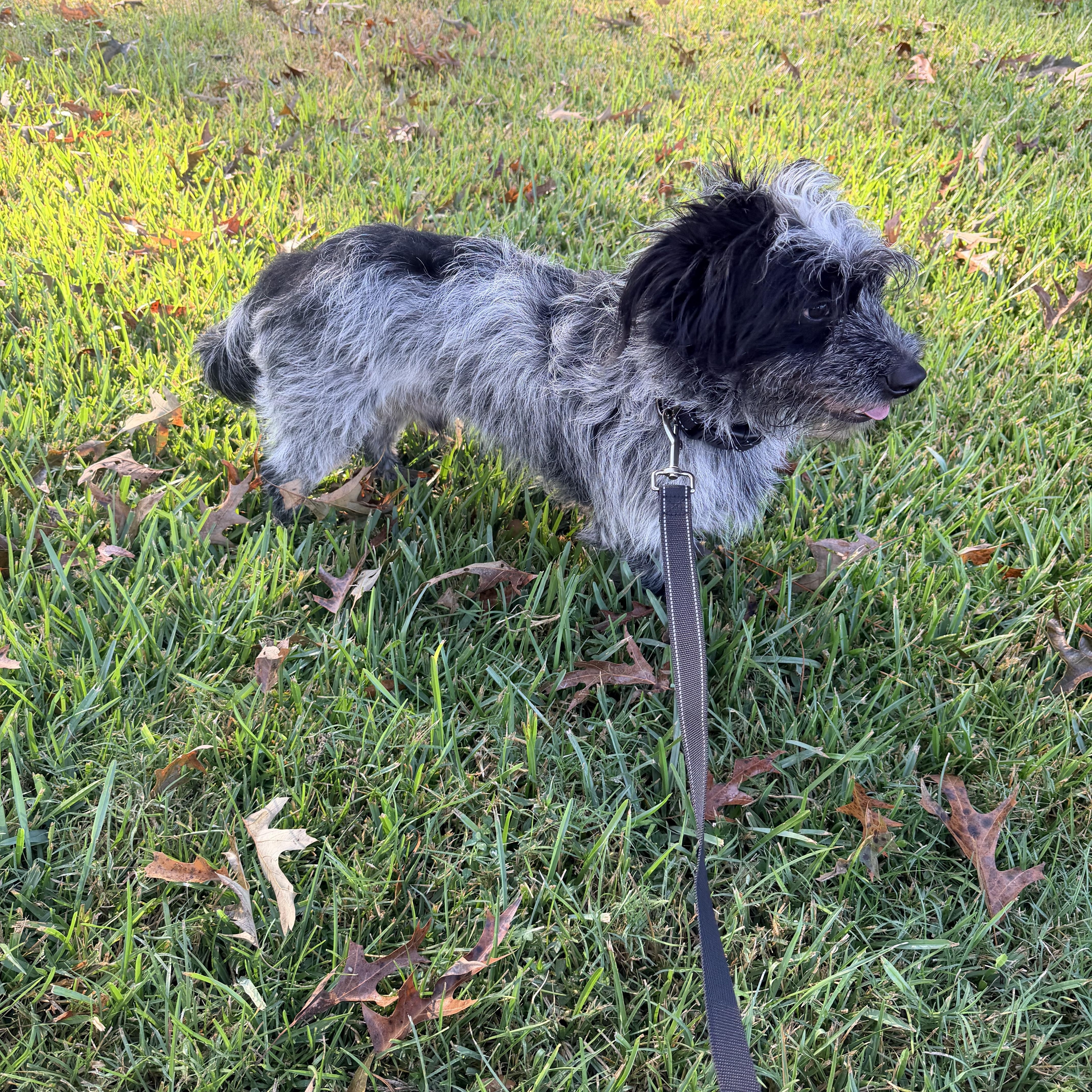 Enlarge Whitt, a Adoptable mixed breed in Baker, LA image 5/6