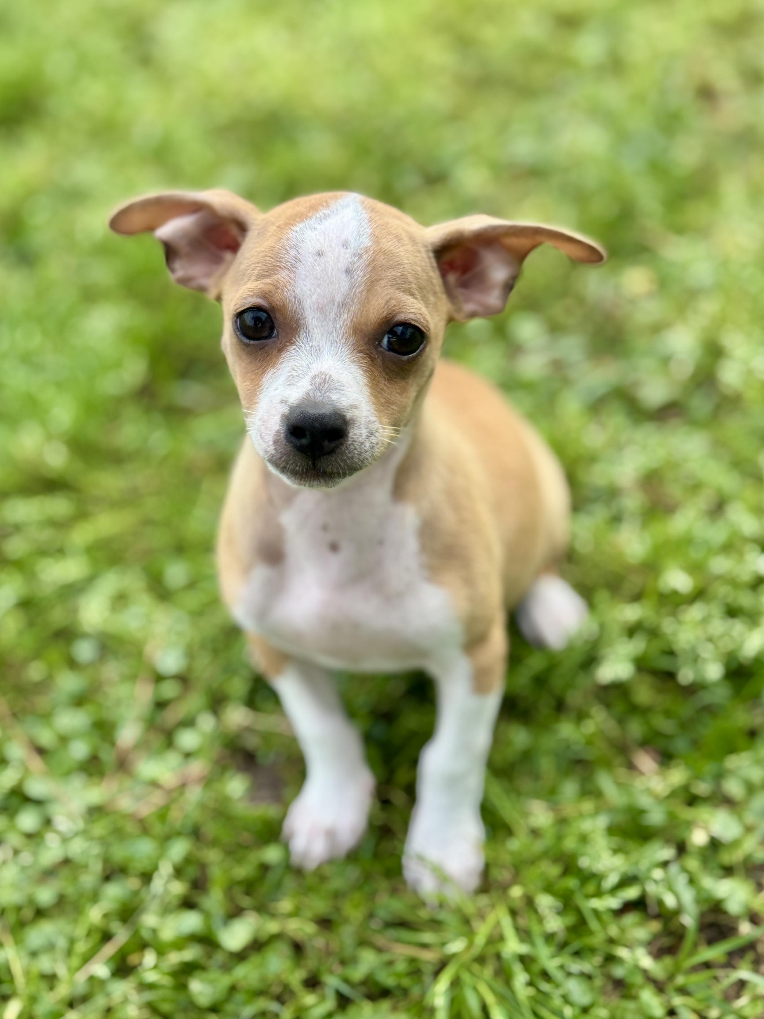 Jarvis, an adopted mixed breed in Enfield, CT image 4/5